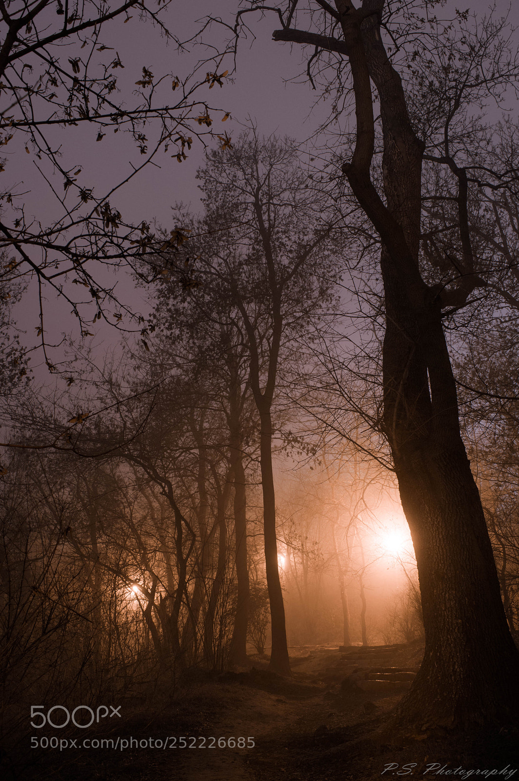 Nikon D3200 sample photo. Magic forest photography