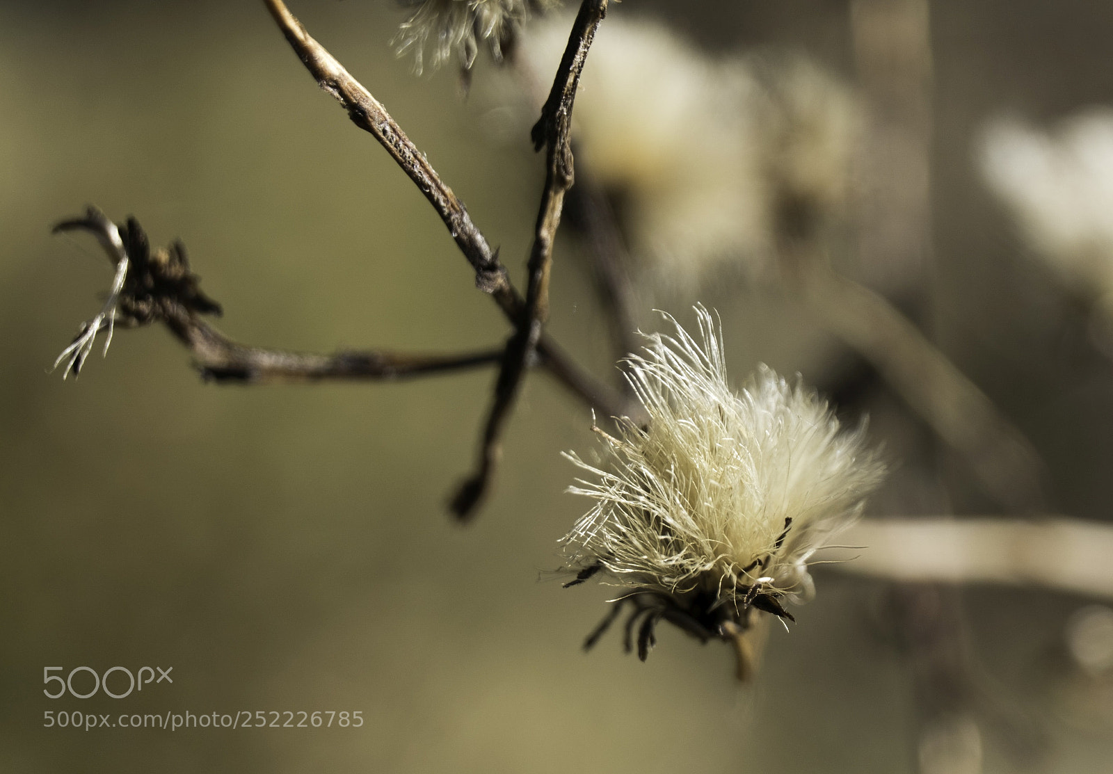 Fujifilm X-T20 sample photo. Seed wool photography