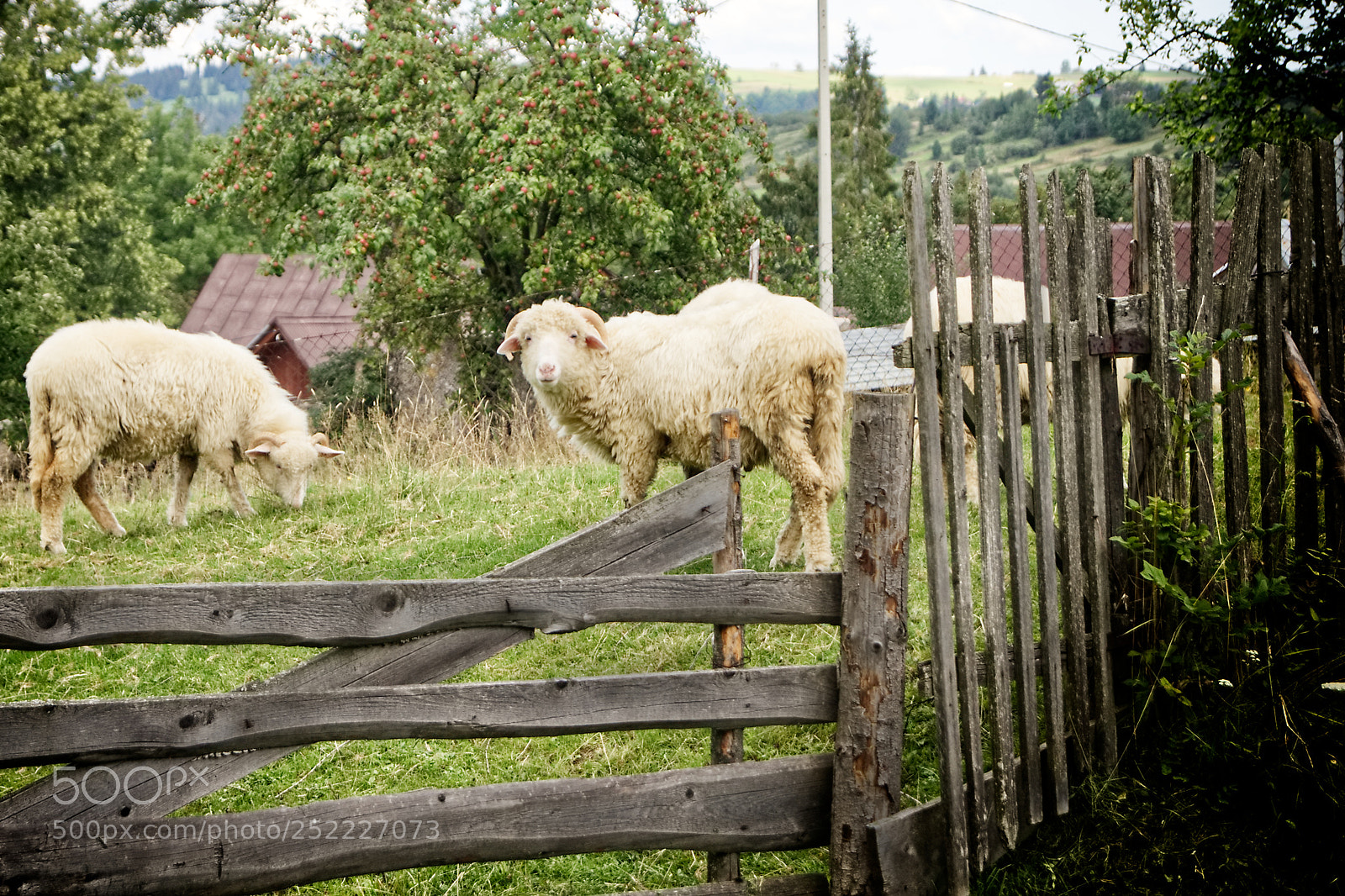 Sony Alpha DSLR-A450 sample photo. Sheep photography