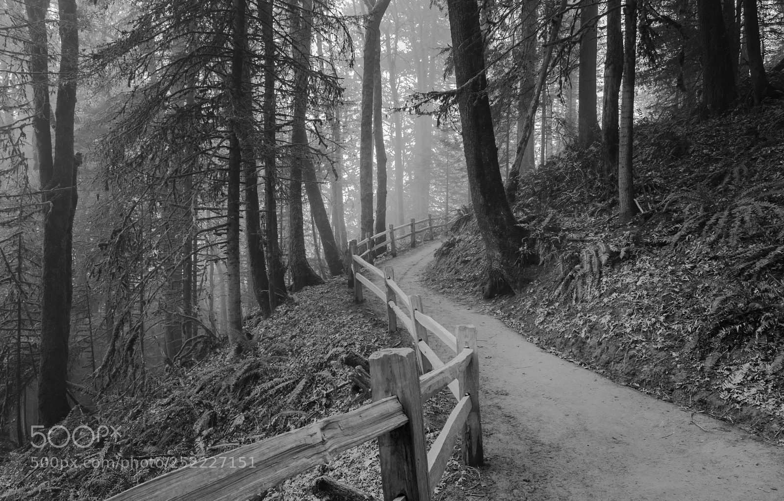 Nikon D7000 sample photo. Trail through the misty photography