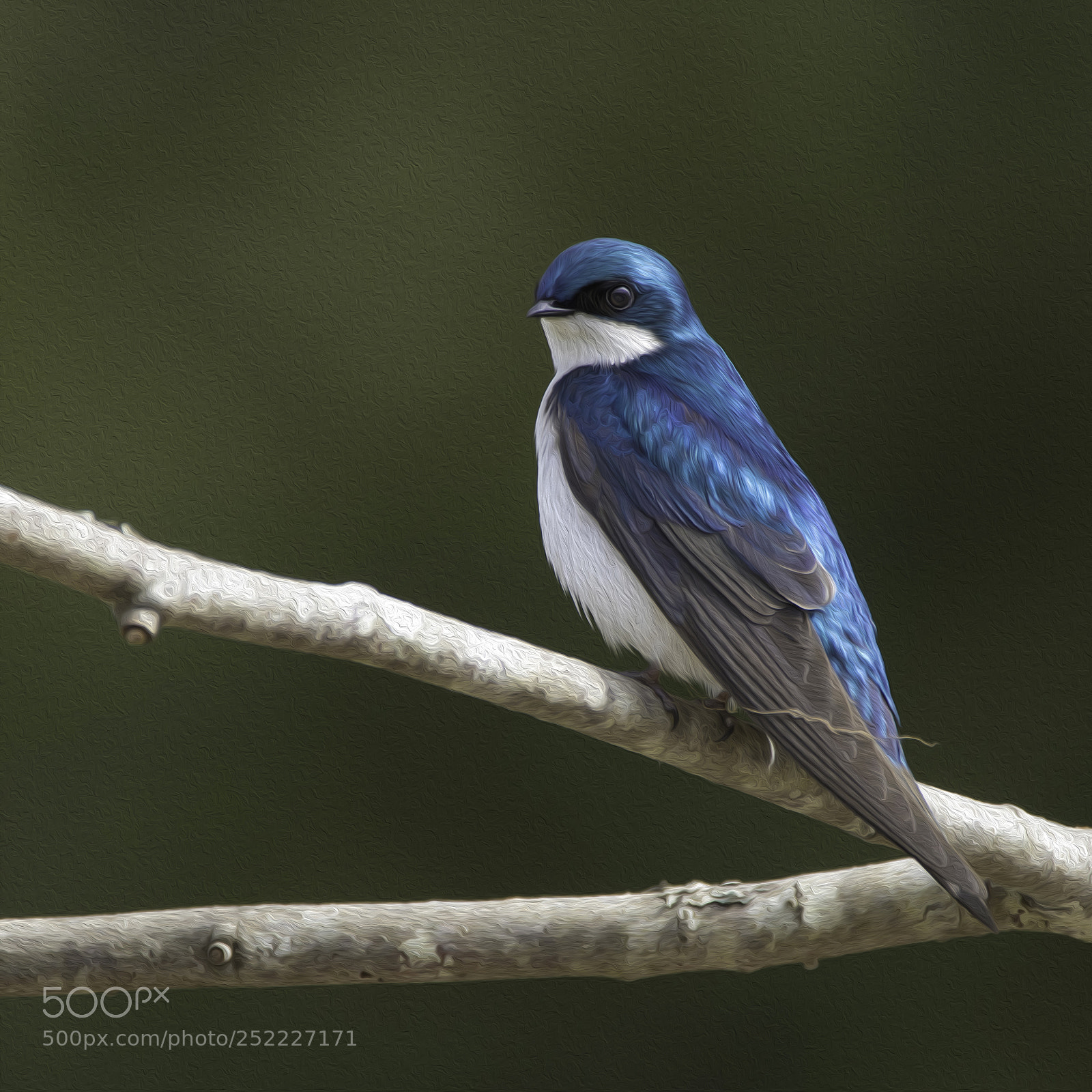 Canon EOS M5 sample photo. Tree swallow photography