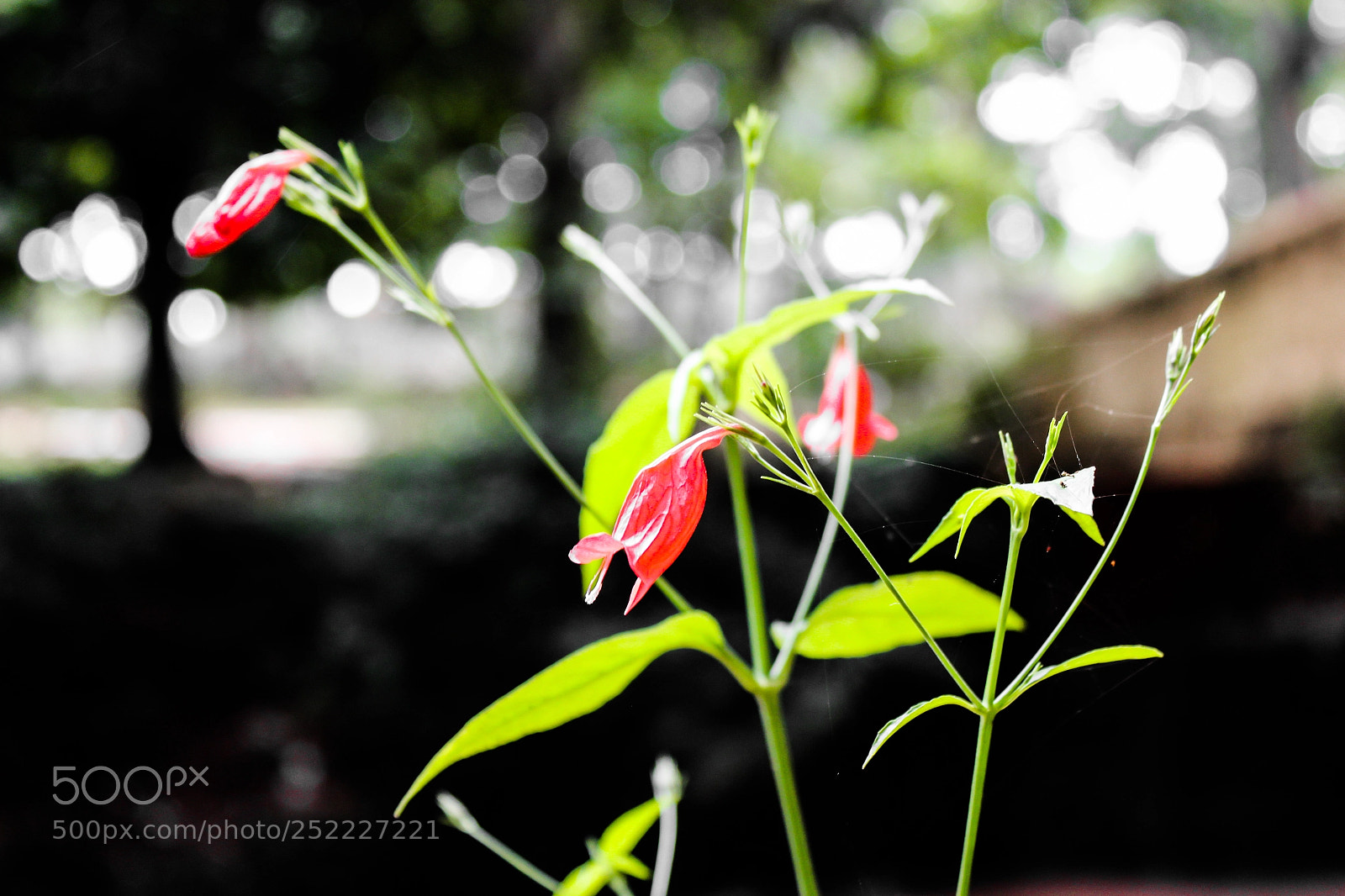 Canon EOS 700D (EOS Rebel T5i / EOS Kiss X7i) sample photo. Bridge flower photography