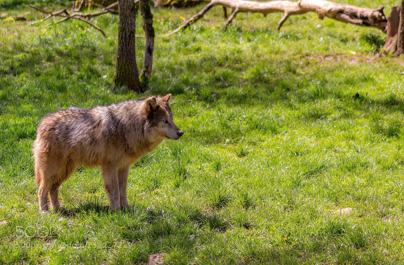 Canon EOS 100D (EOS Rebel SL1 / EOS Kiss X7) sample photo. Wolf photography