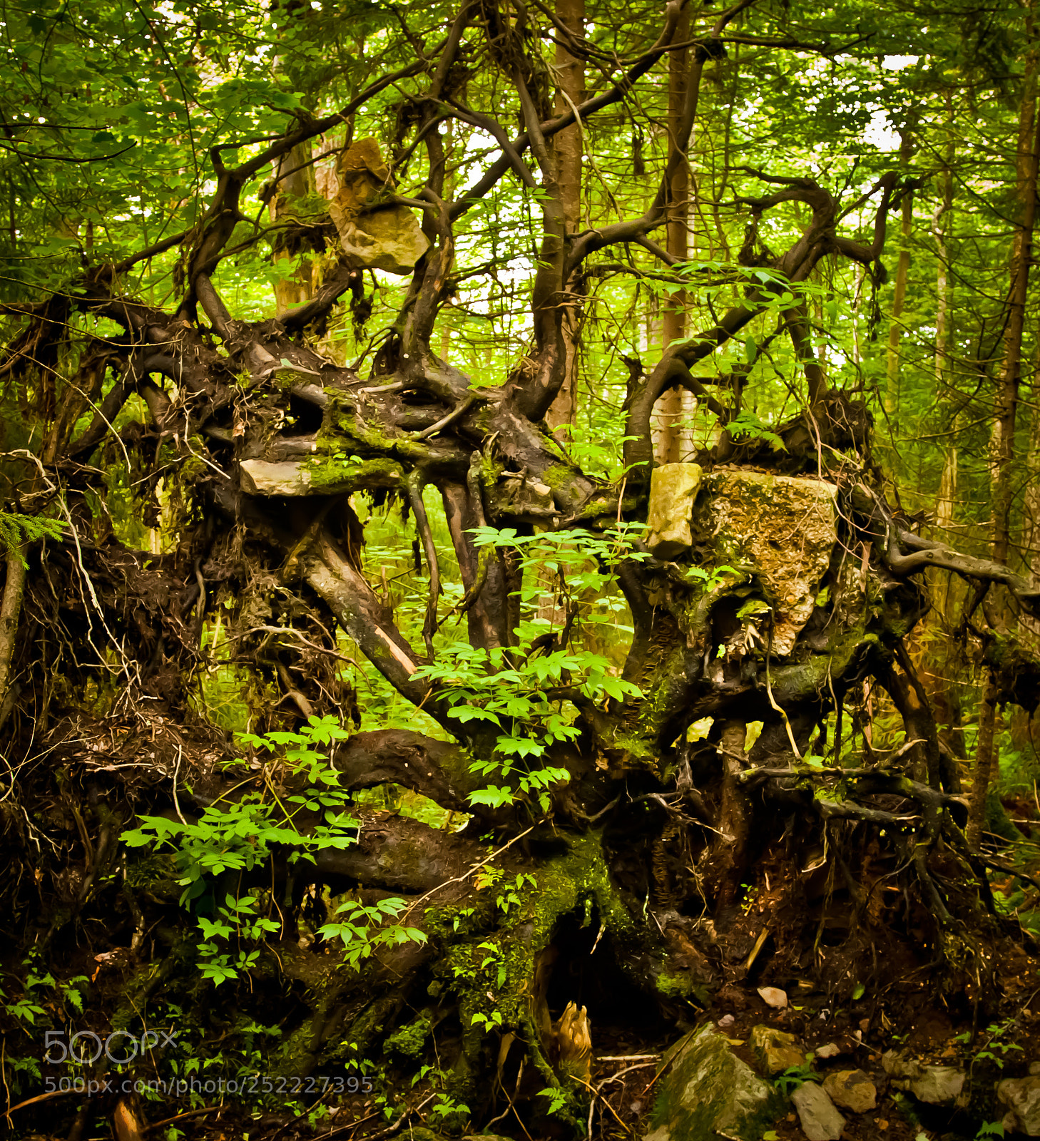 Canon EOS 5D Mark II sample photo. Uprooted photography