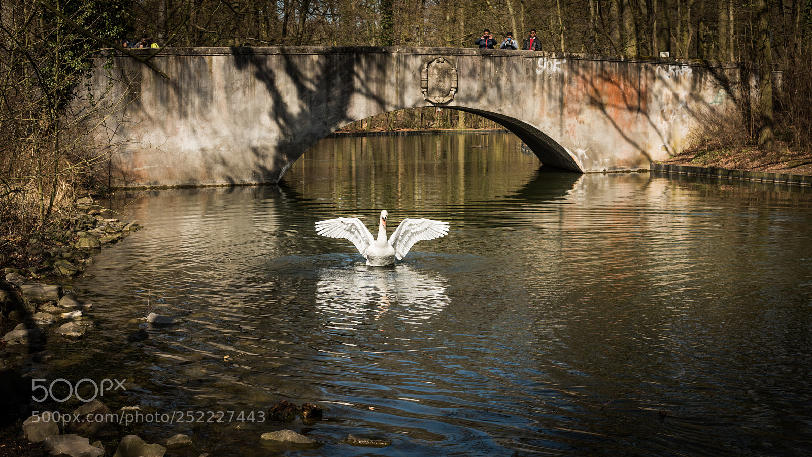 Nikon D810 sample photo. White swan has landed photography