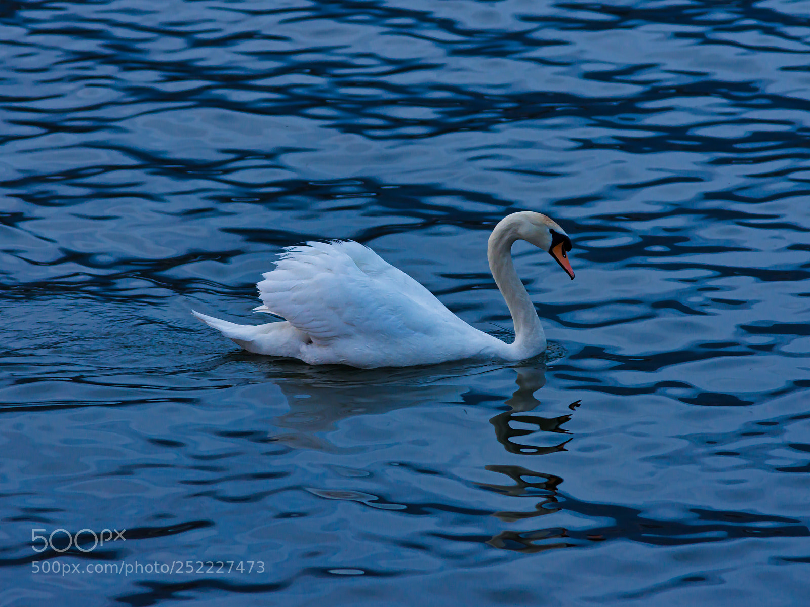 Nikon D7200 sample photo. Swan photography