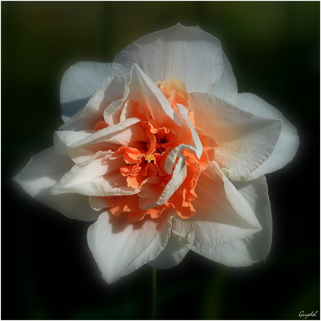 Nikon D5200 sample photo. Narcisse photography