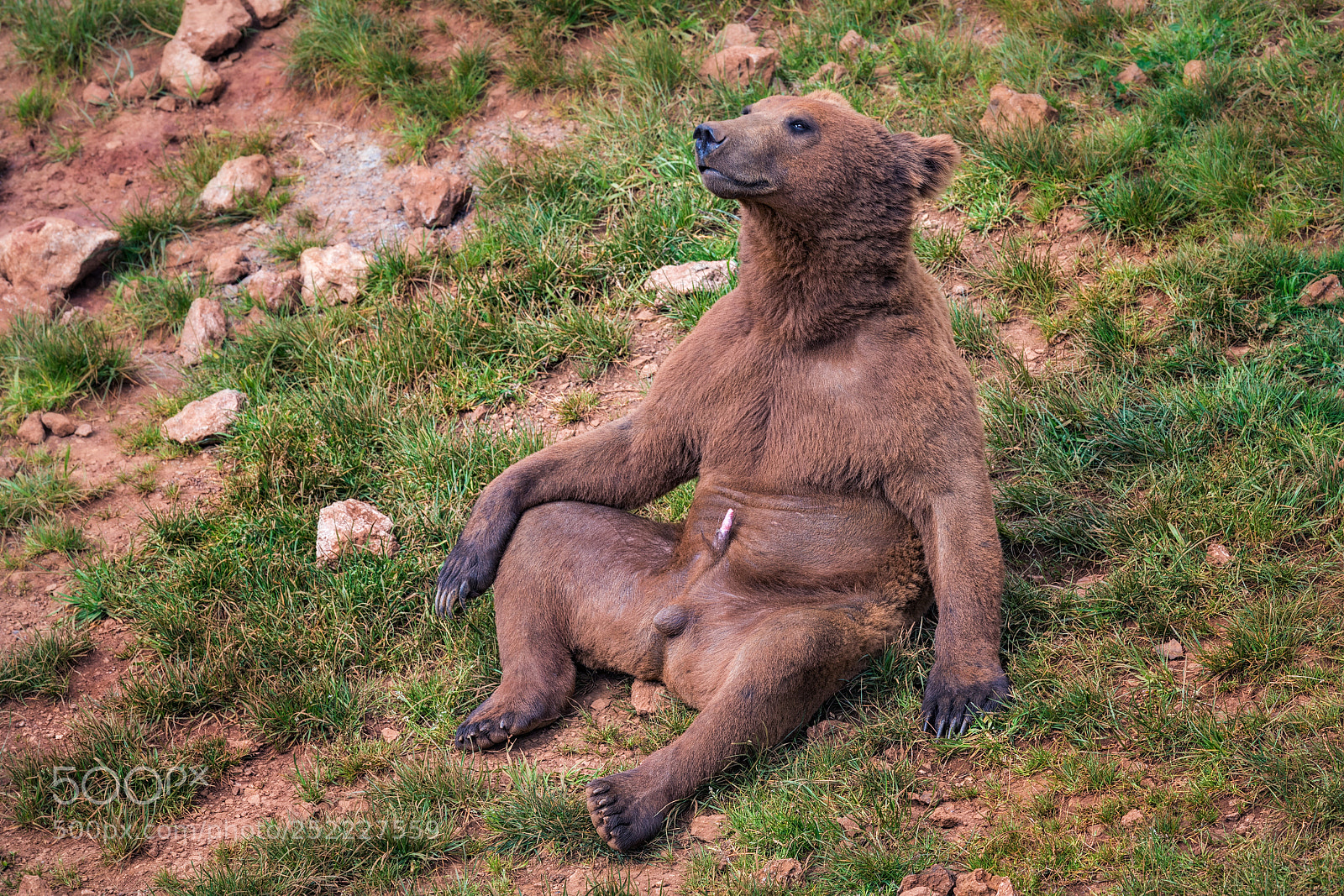 Canon EOS 6D Mark II sample photo. Brown bear  040418-0465 photography