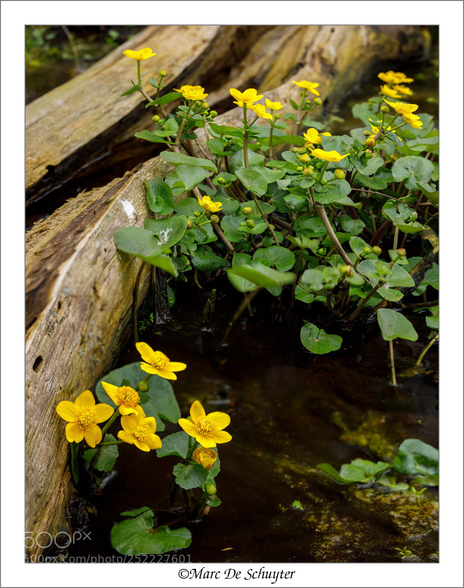 Canon EOS 5D Mark IV sample photo. Kingcup blooming photography