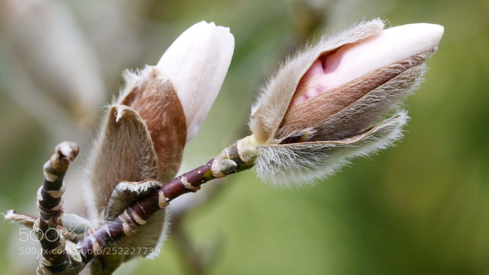 Panasonic DMC-G81 sample photo. Knospe / bud photography