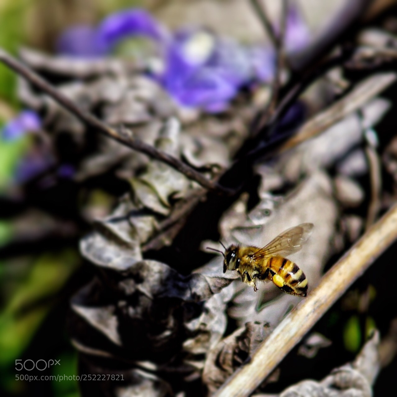 Sony a6000 sample photo. I just wanna bee! photography