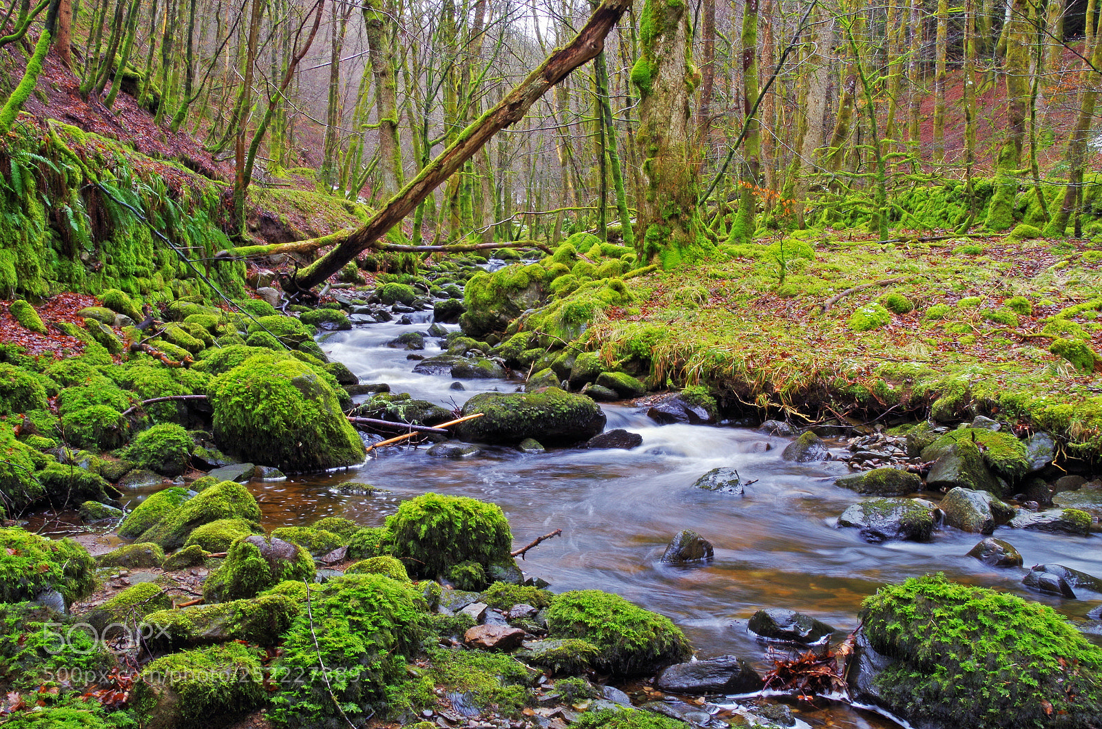 Pentax K-50 sample photo. Birnam glen photography