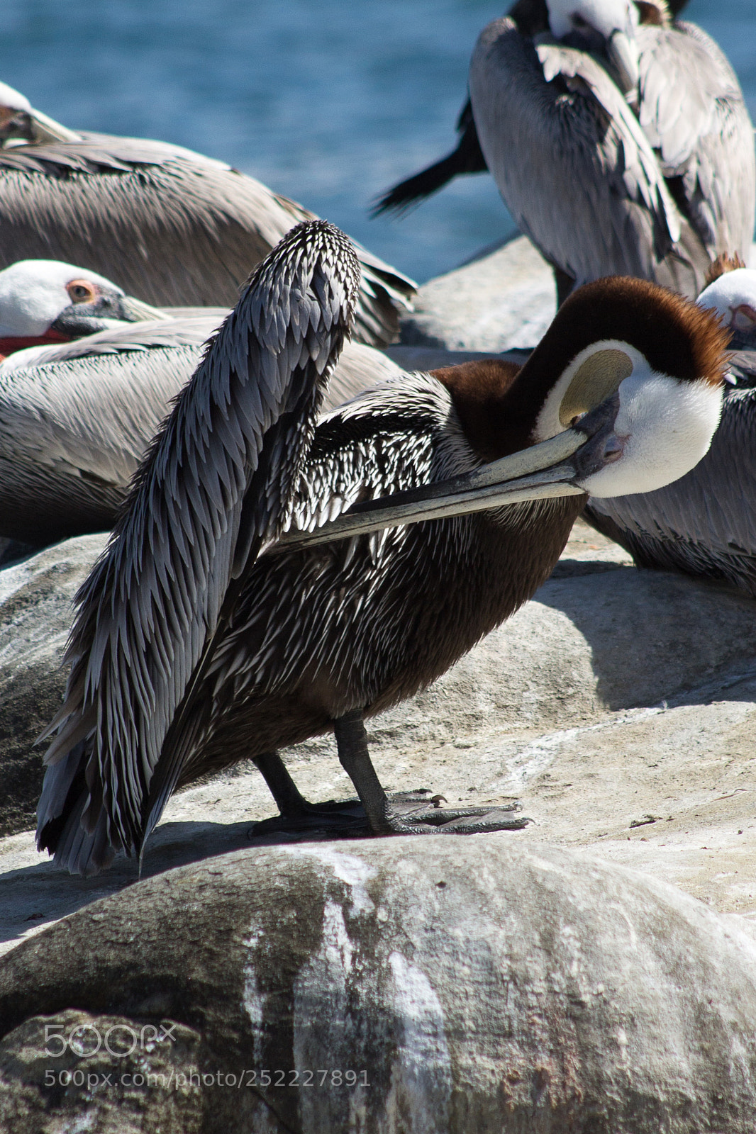 Canon EOS 1100D (EOS Rebel T3 / EOS Kiss X50) sample photo. Birds of la jolla photography