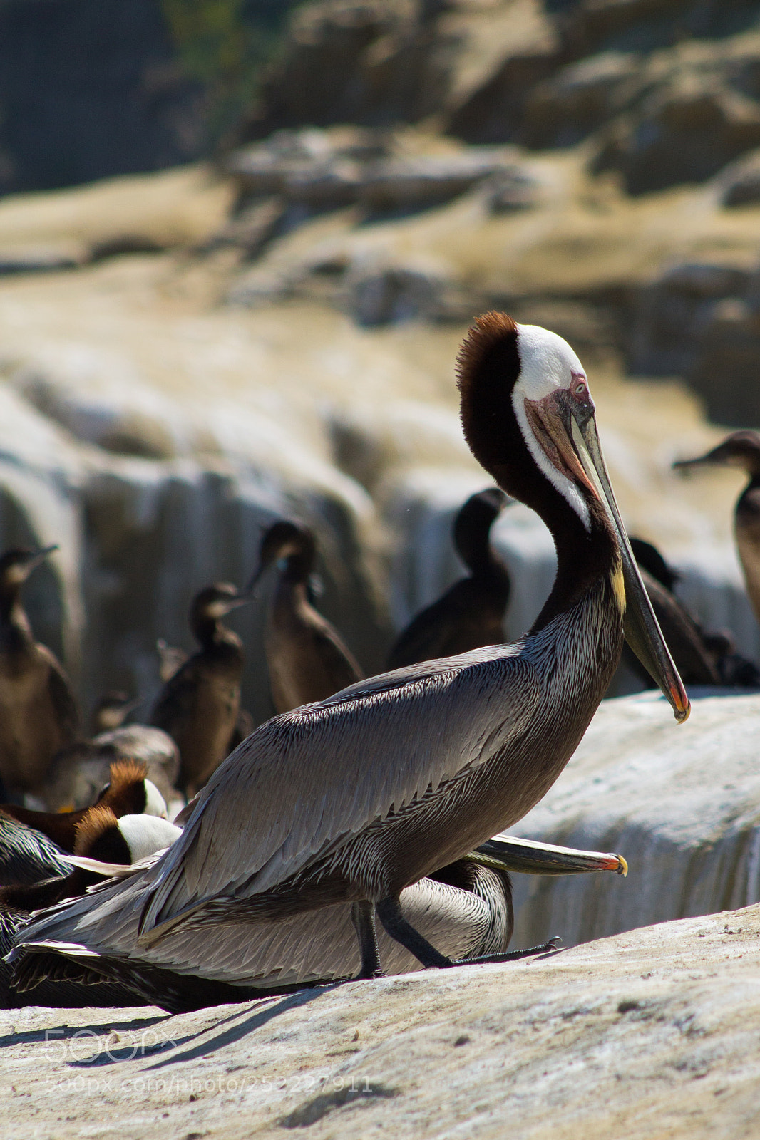 Canon EOS 1100D (EOS Rebel T3 / EOS Kiss X50) sample photo. Birds of la jolla photography