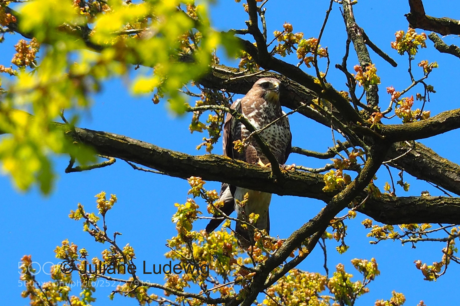 Olympus OM-D E-M10 II sample photo. Bussard photography