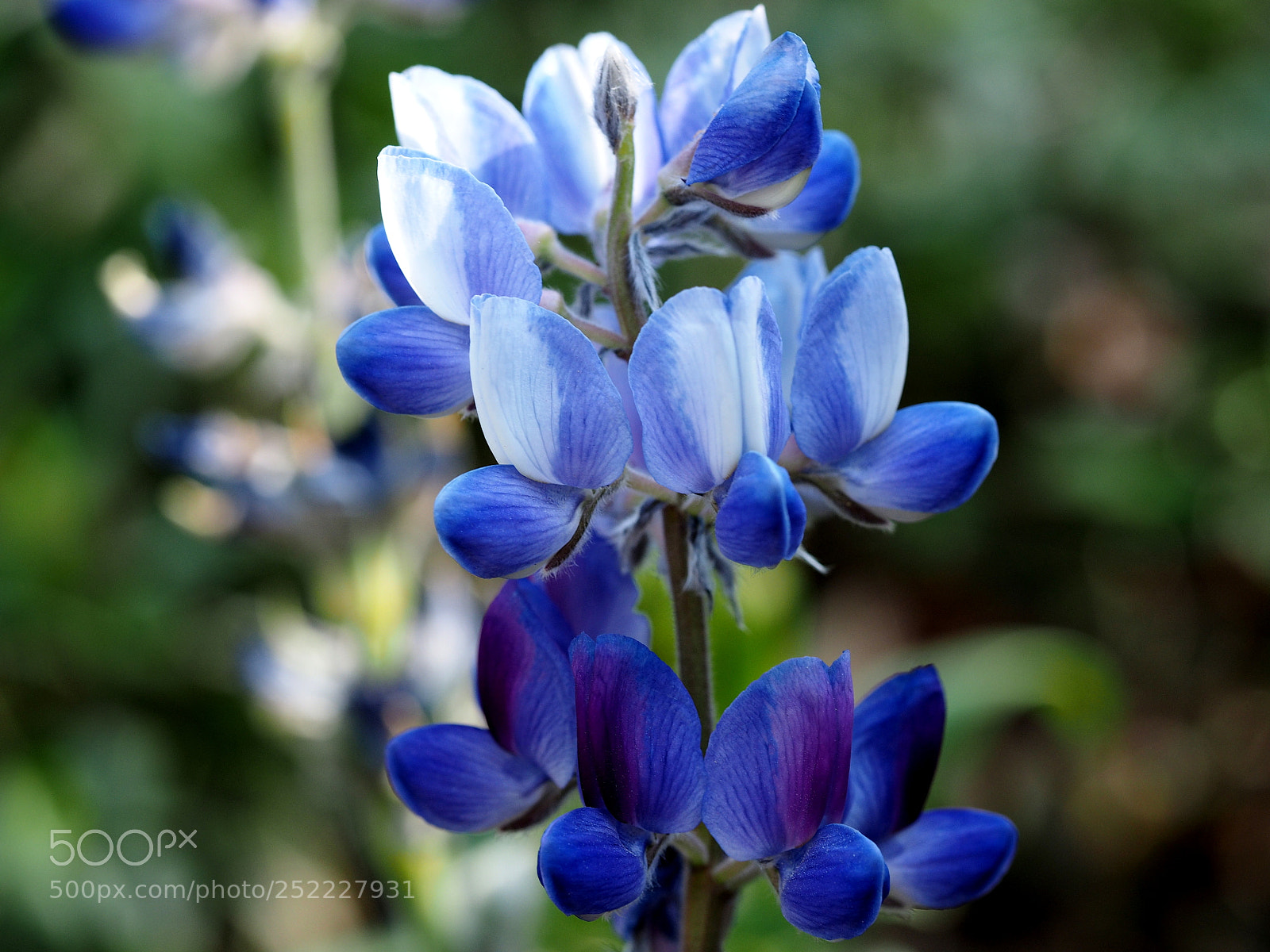 Olympus OM-D E-M1 sample photo. Lupinus nanuss photography