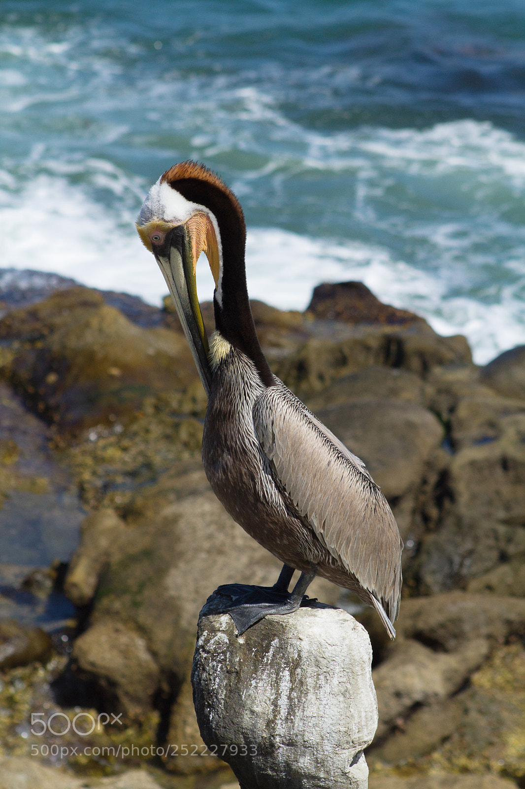 Canon EOS 1100D (EOS Rebel T3 / EOS Kiss X50) sample photo. Birds of la jolla photography
