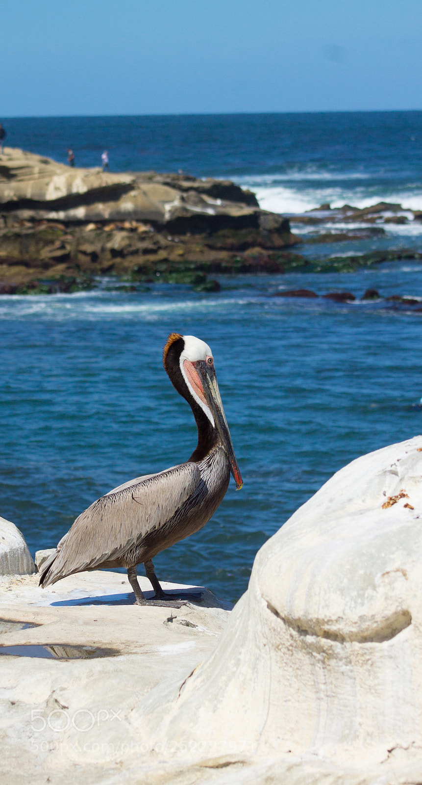 Canon EOS 1100D (EOS Rebel T3 / EOS Kiss X50) sample photo. Birds of la jolla photography