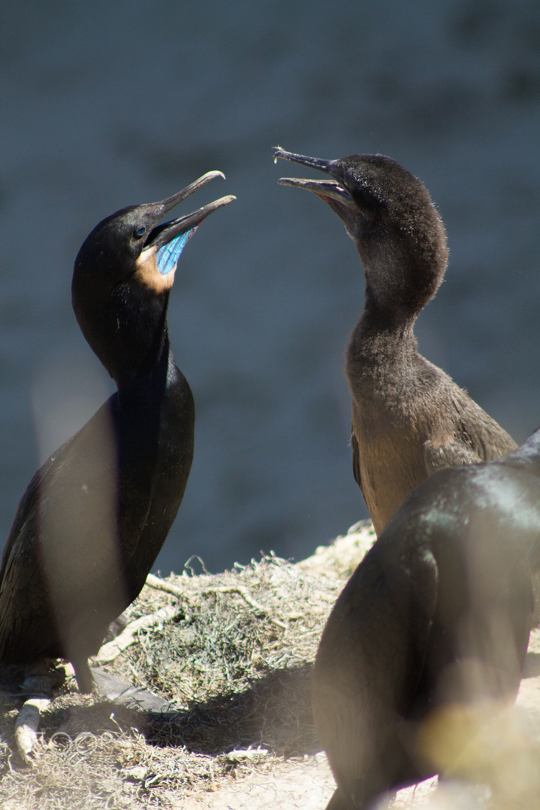 Canon EOS 1100D (EOS Rebel T3 / EOS Kiss X50) sample photo. Birds of la jolla photography