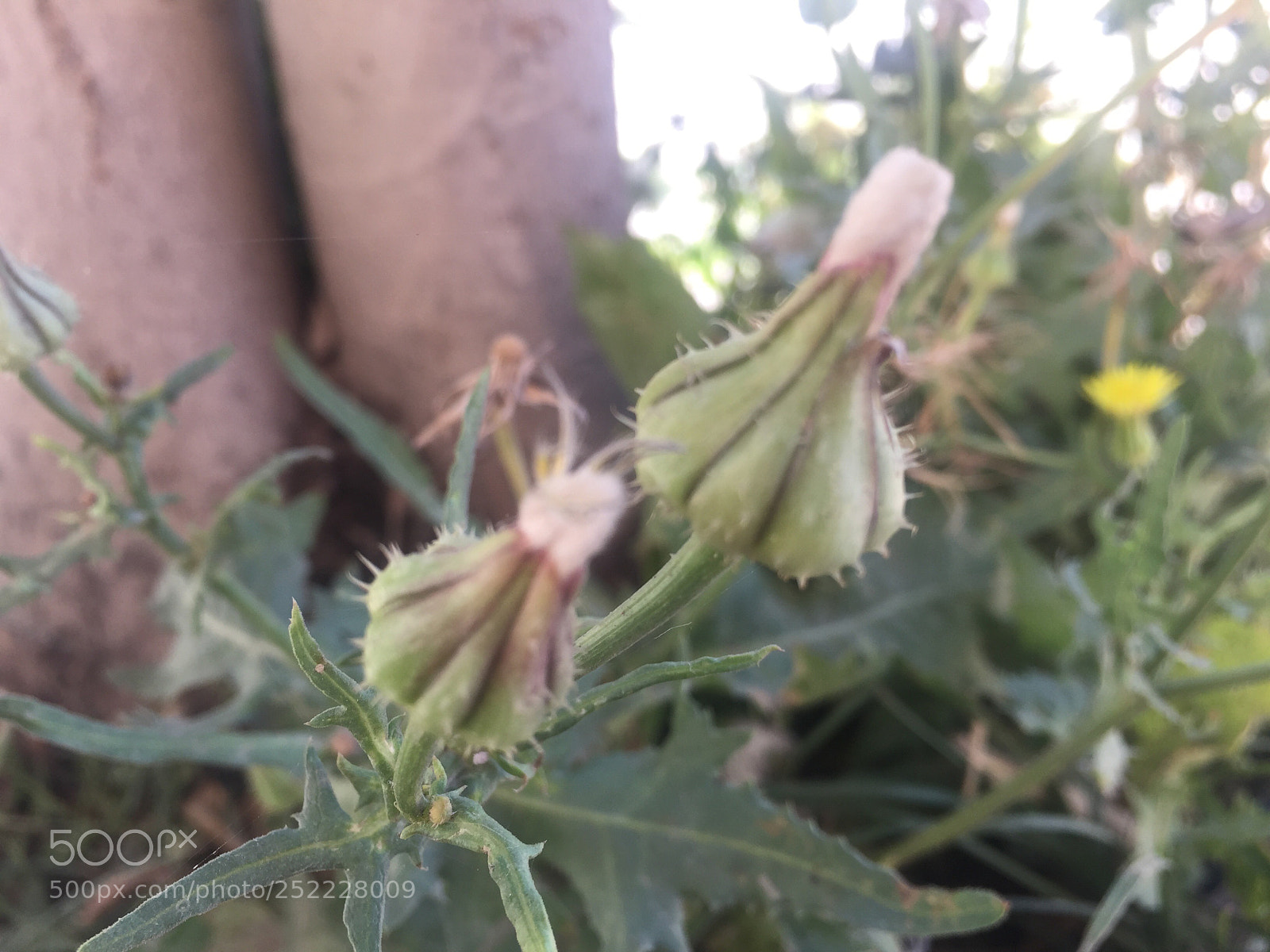 Apple iPhone 6 sample photo. At the street  photography