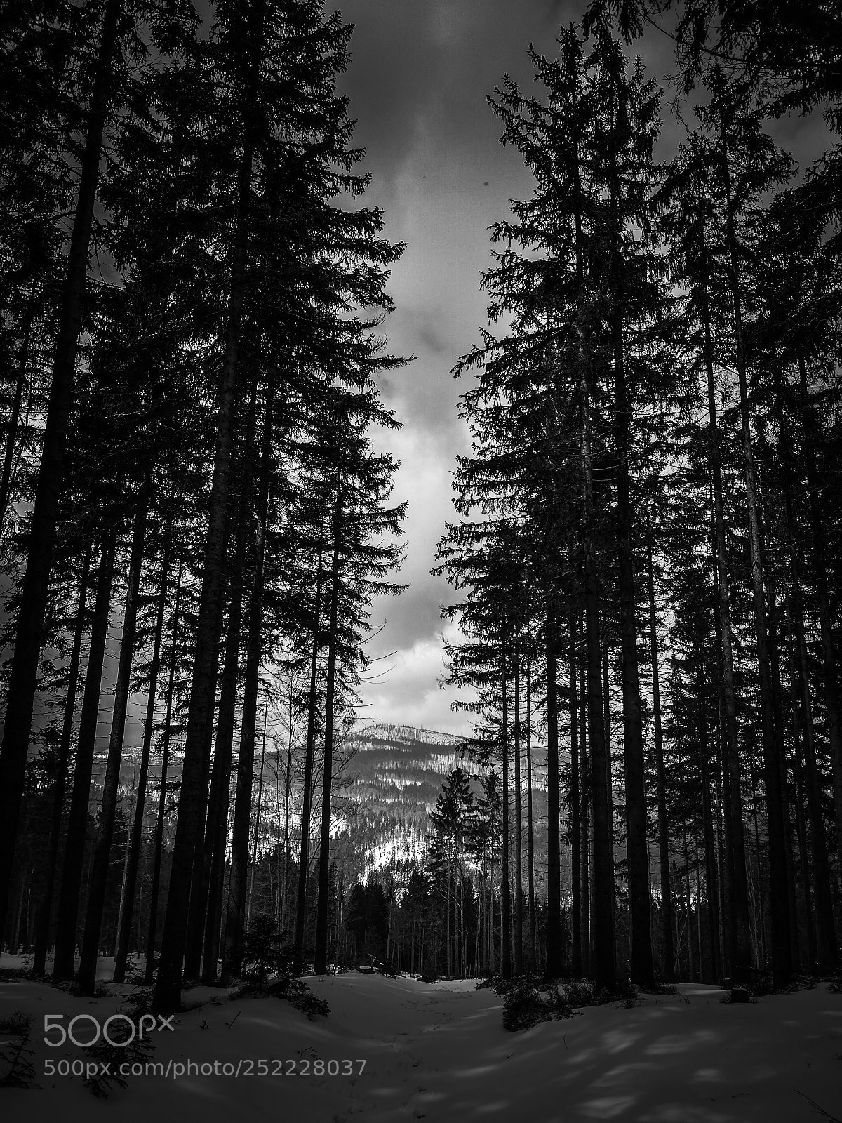 HUAWEI P20 sample photo. Šumava photography