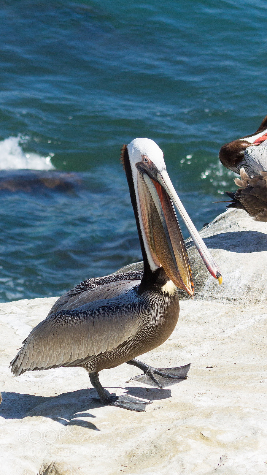 Canon EOS 1100D (EOS Rebel T3 / EOS Kiss X50) sample photo. Birds of la jolla photography