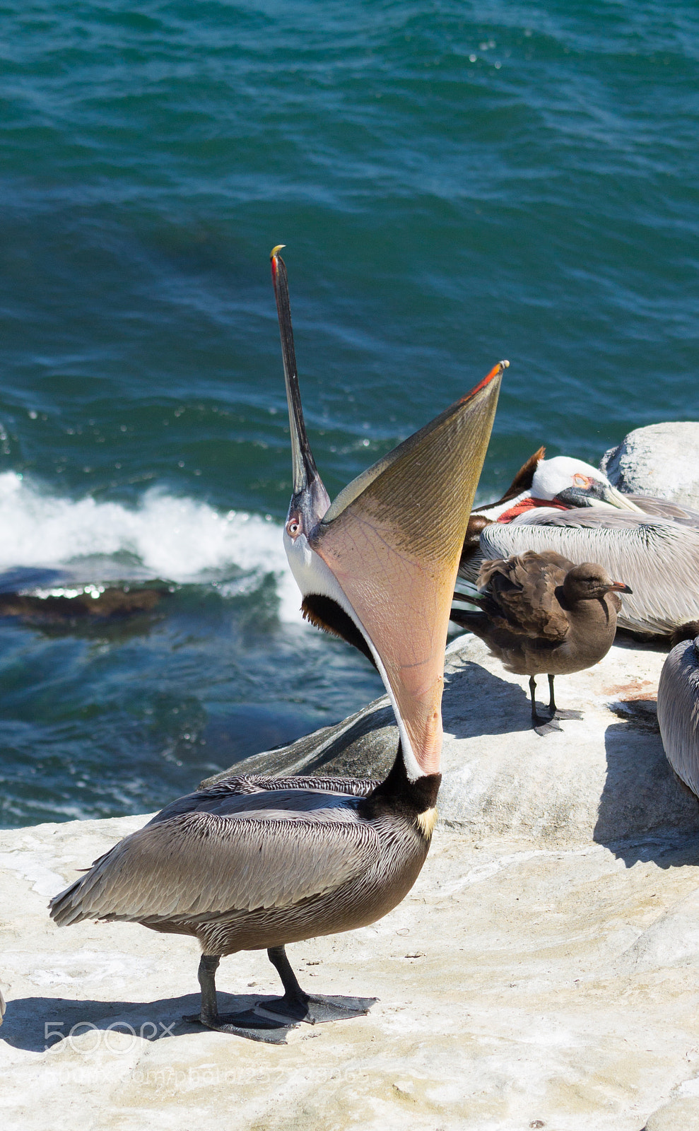 Canon EOS 1100D (EOS Rebel T3 / EOS Kiss X50) sample photo. Birds of la jolla photography