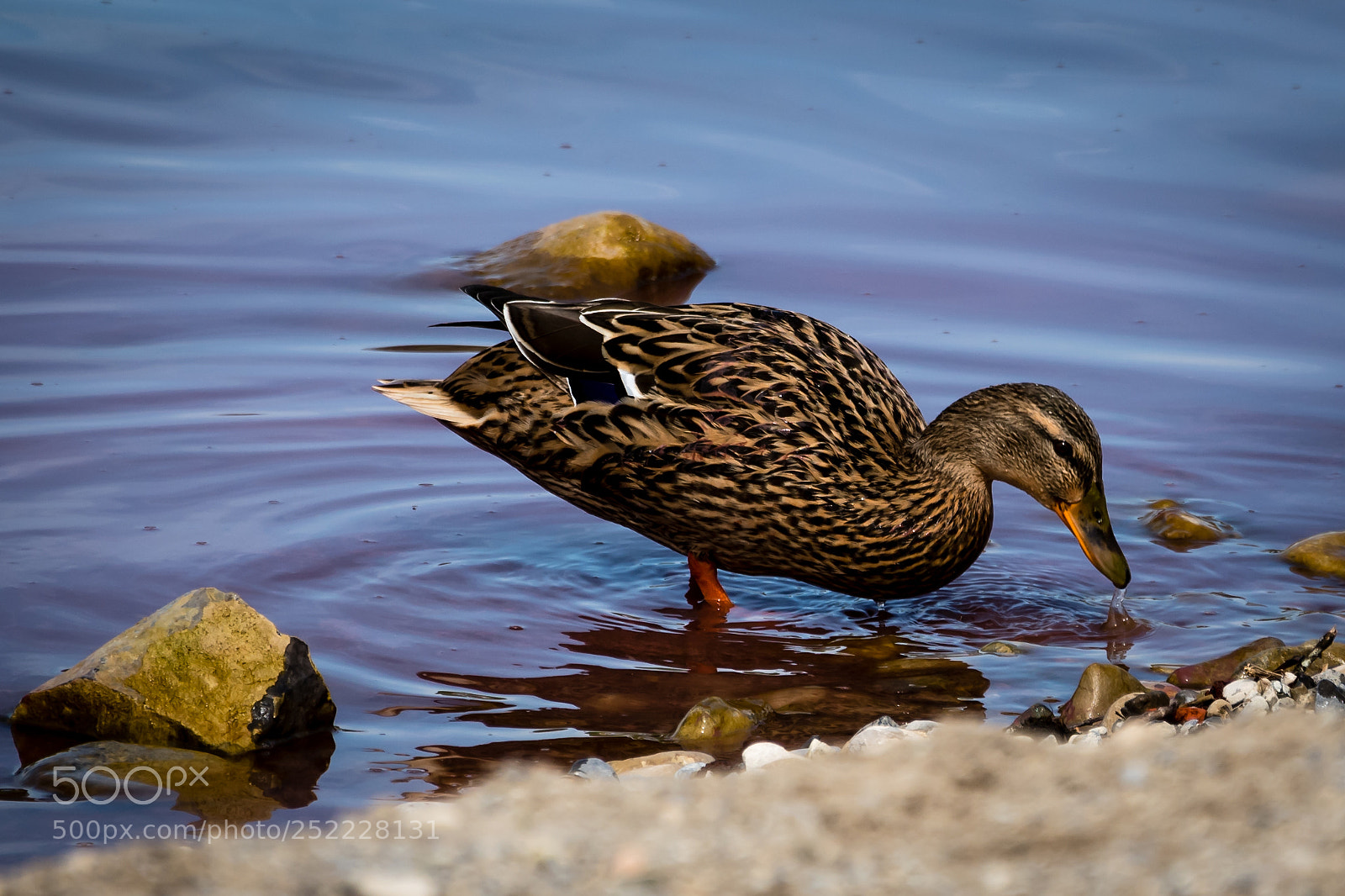 Nikon D5600 sample photo. Ente am hallwilersee photography