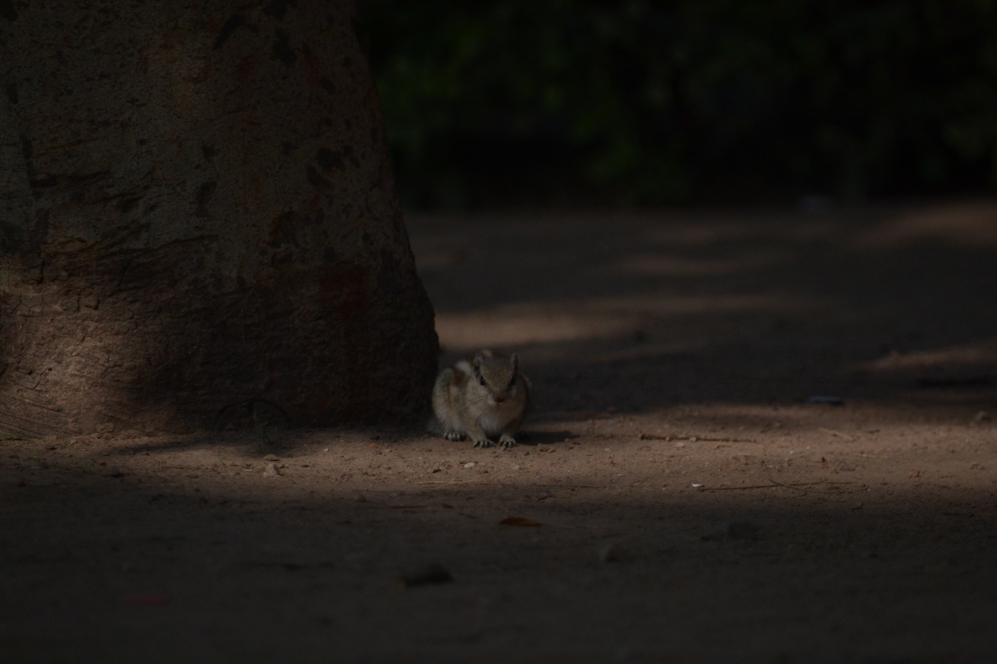 Nikon D3100 sample photo. Hide n seek photography
