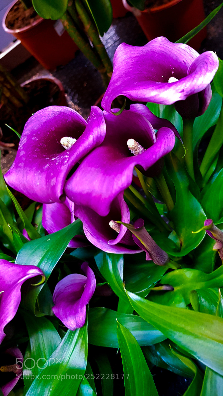 Samsung Galaxy S8 sample photo. A pink kalla. photography