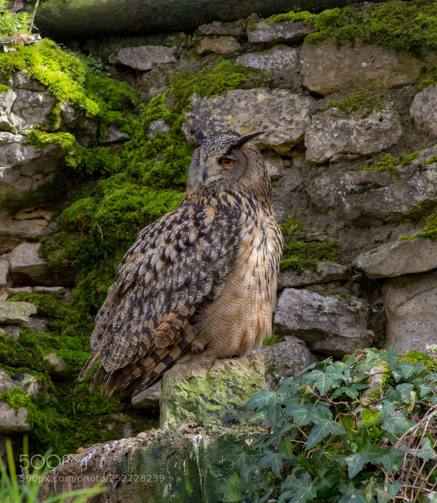 Canon EOS 100D (EOS Rebel SL1 / EOS Kiss X7) sample photo. Great horned owl photography