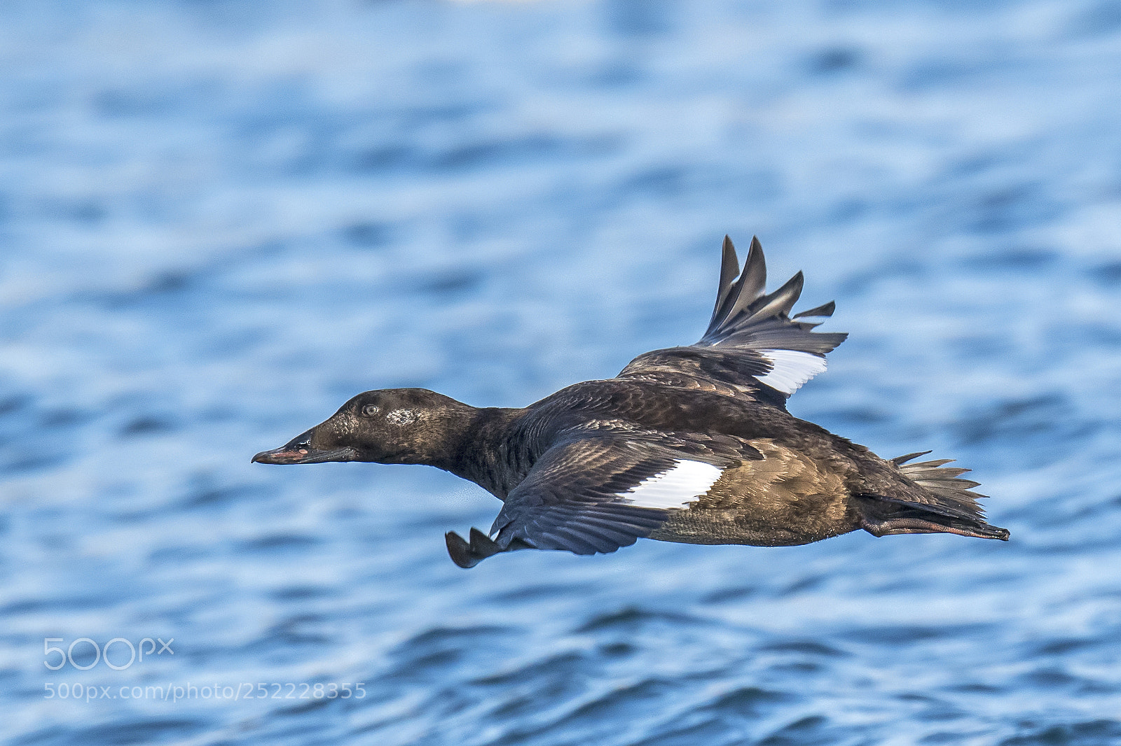 Nikon D850 sample photo. White-winged scoter photography