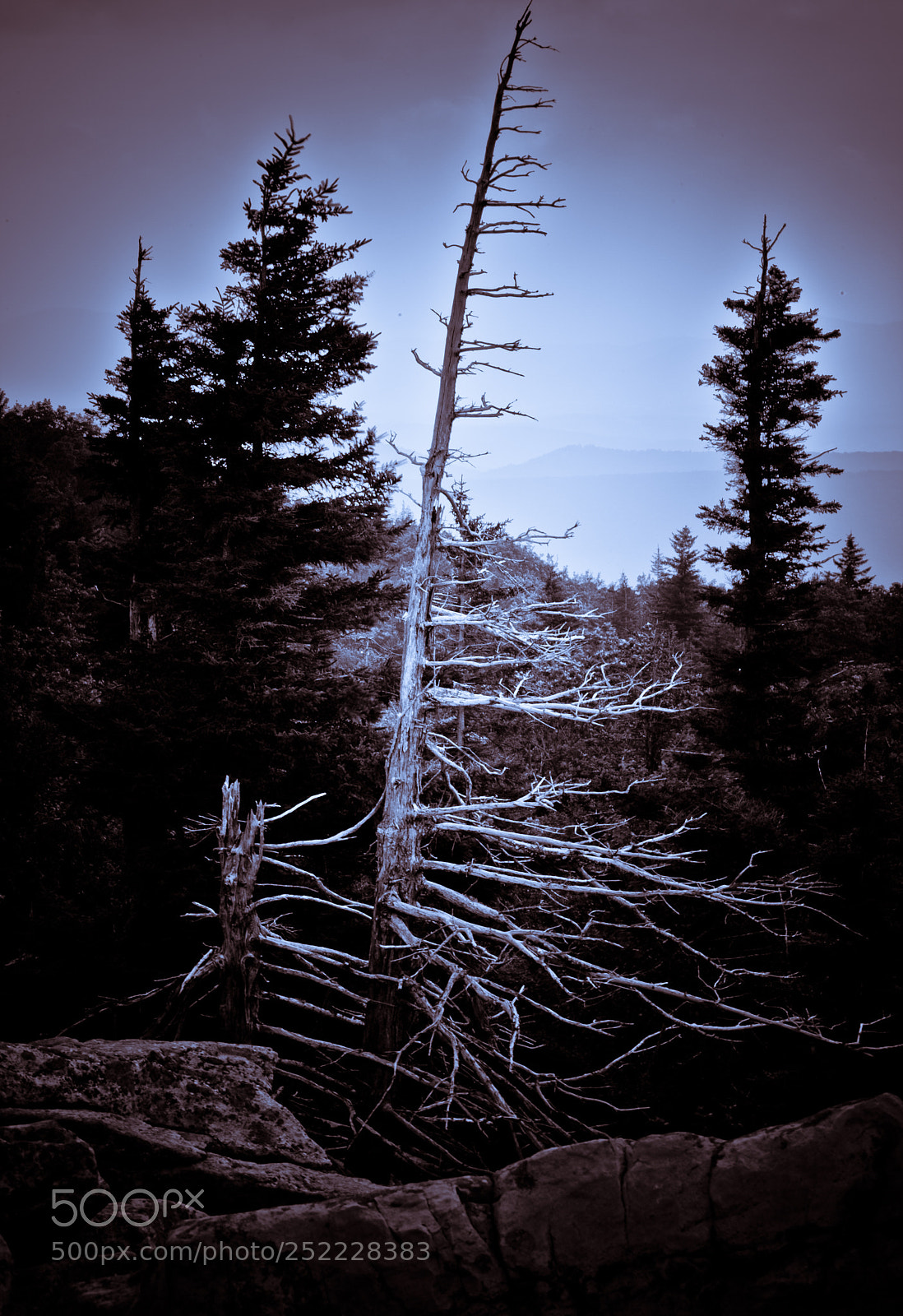 Canon EOS 5D Mark II sample photo. Beauty, even in death photography