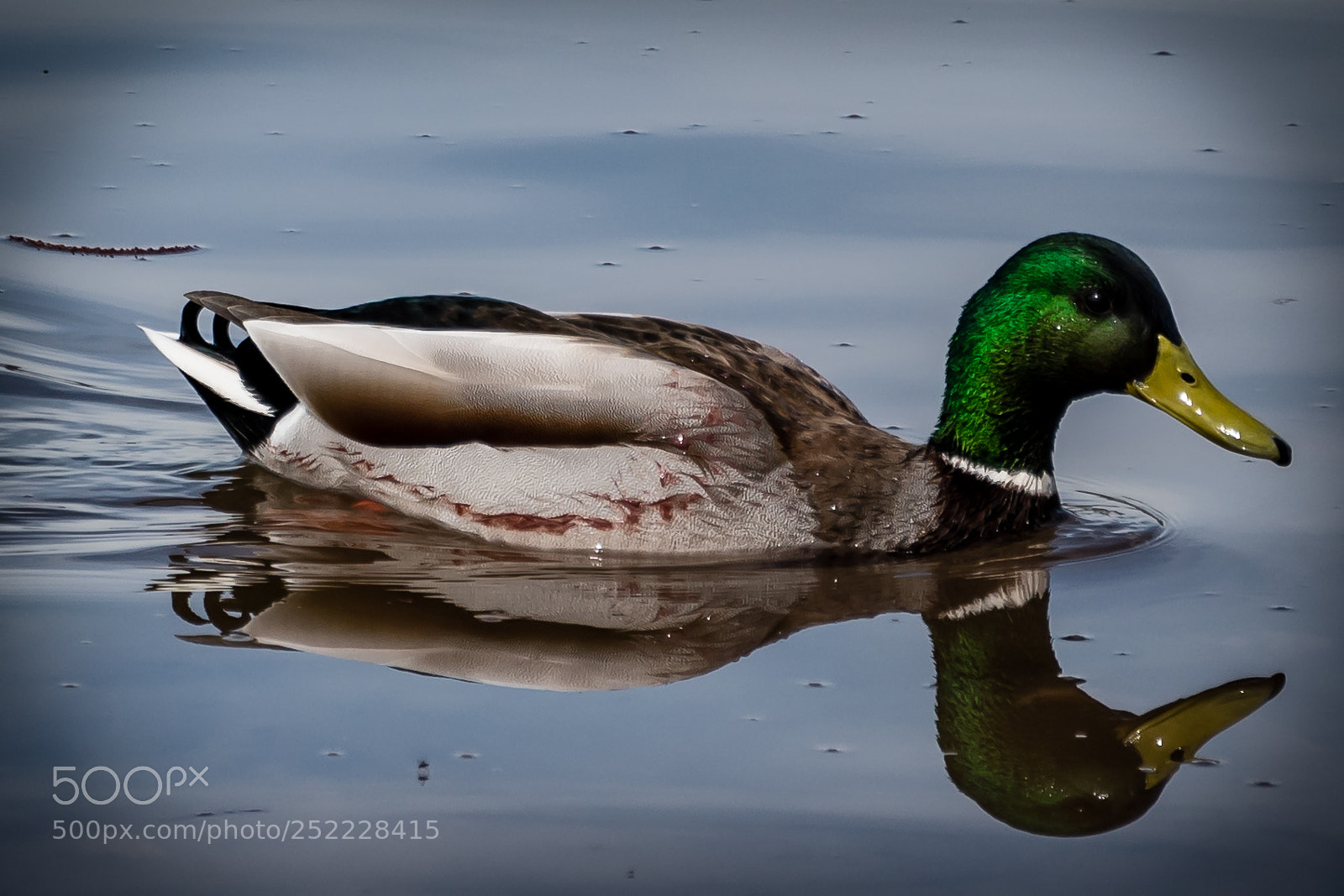 Nikon D5600 sample photo. Ente am hallwilersee photography