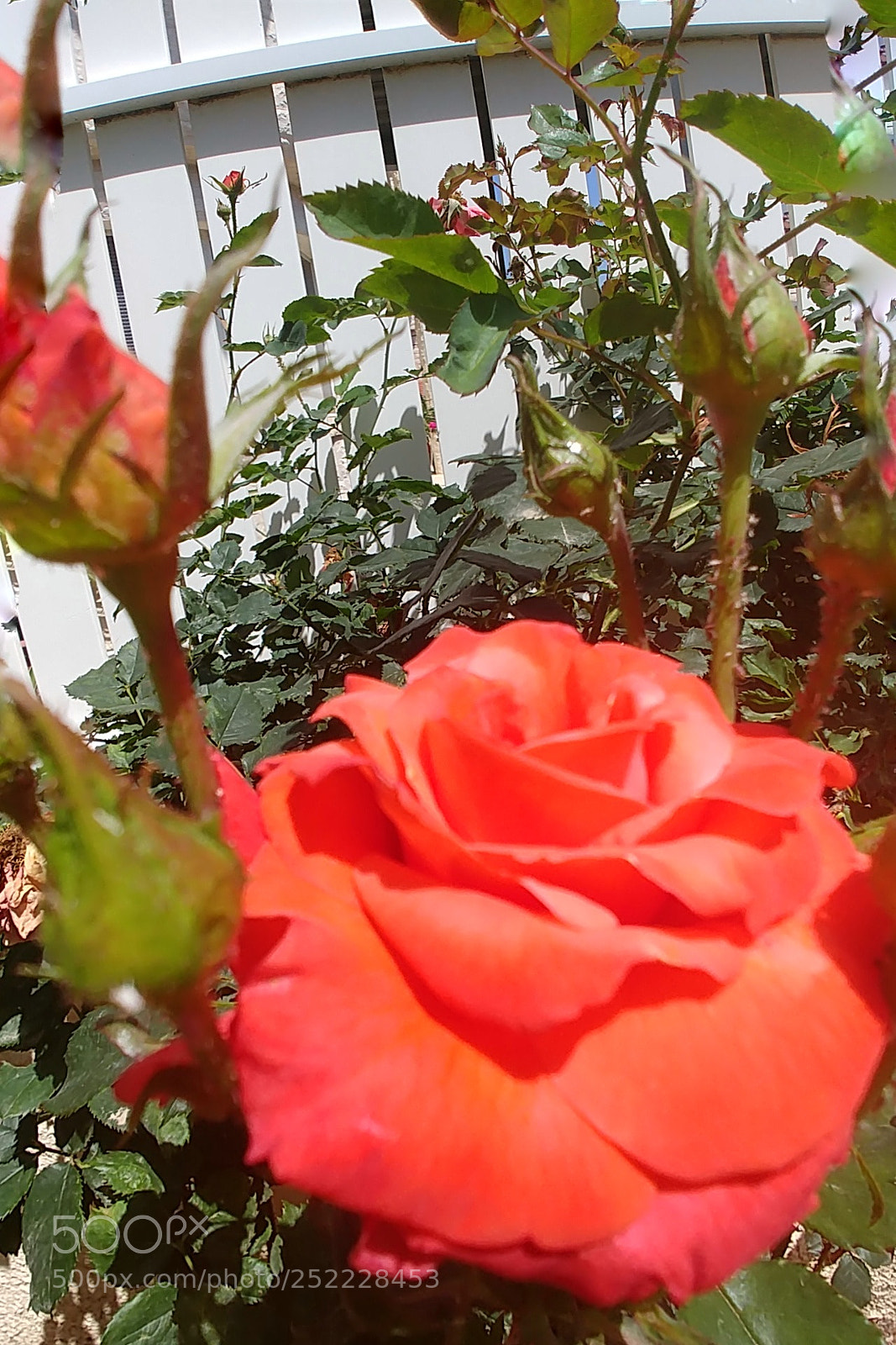 LG G6 sample photo. Oh sweet rose photography