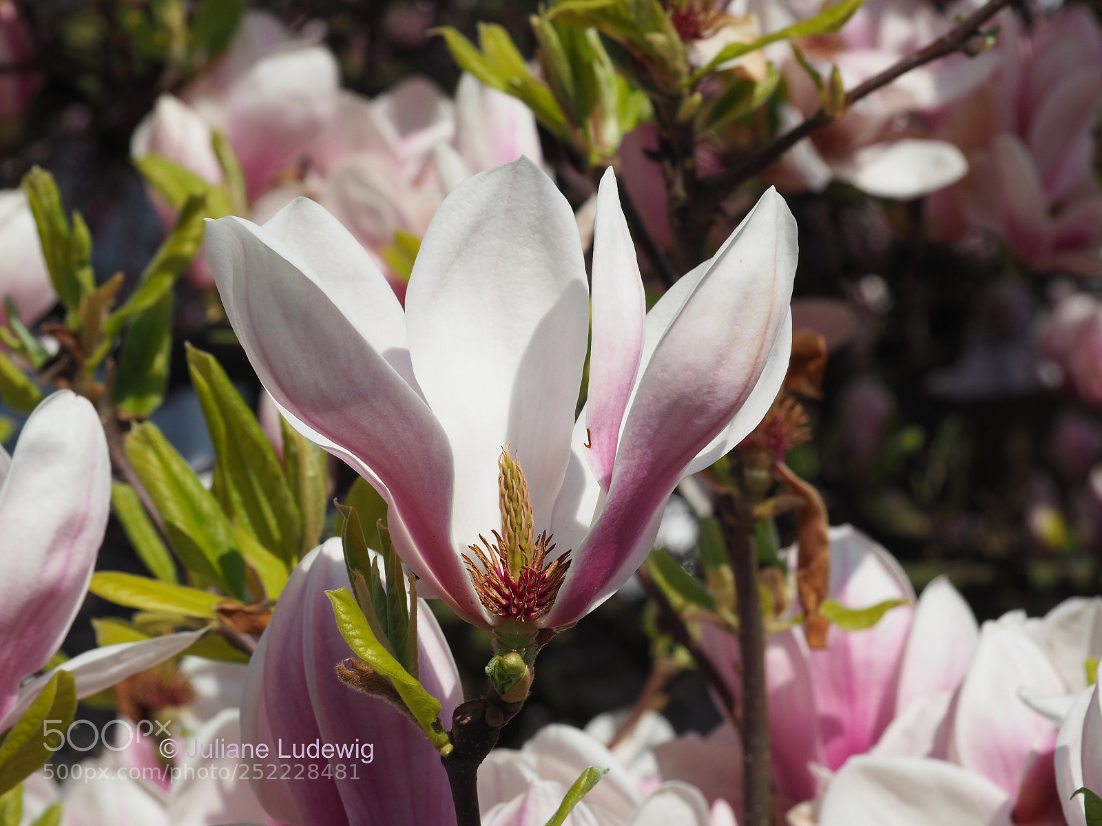 Olympus OM-D E-M10 II sample photo. Magnolie photography