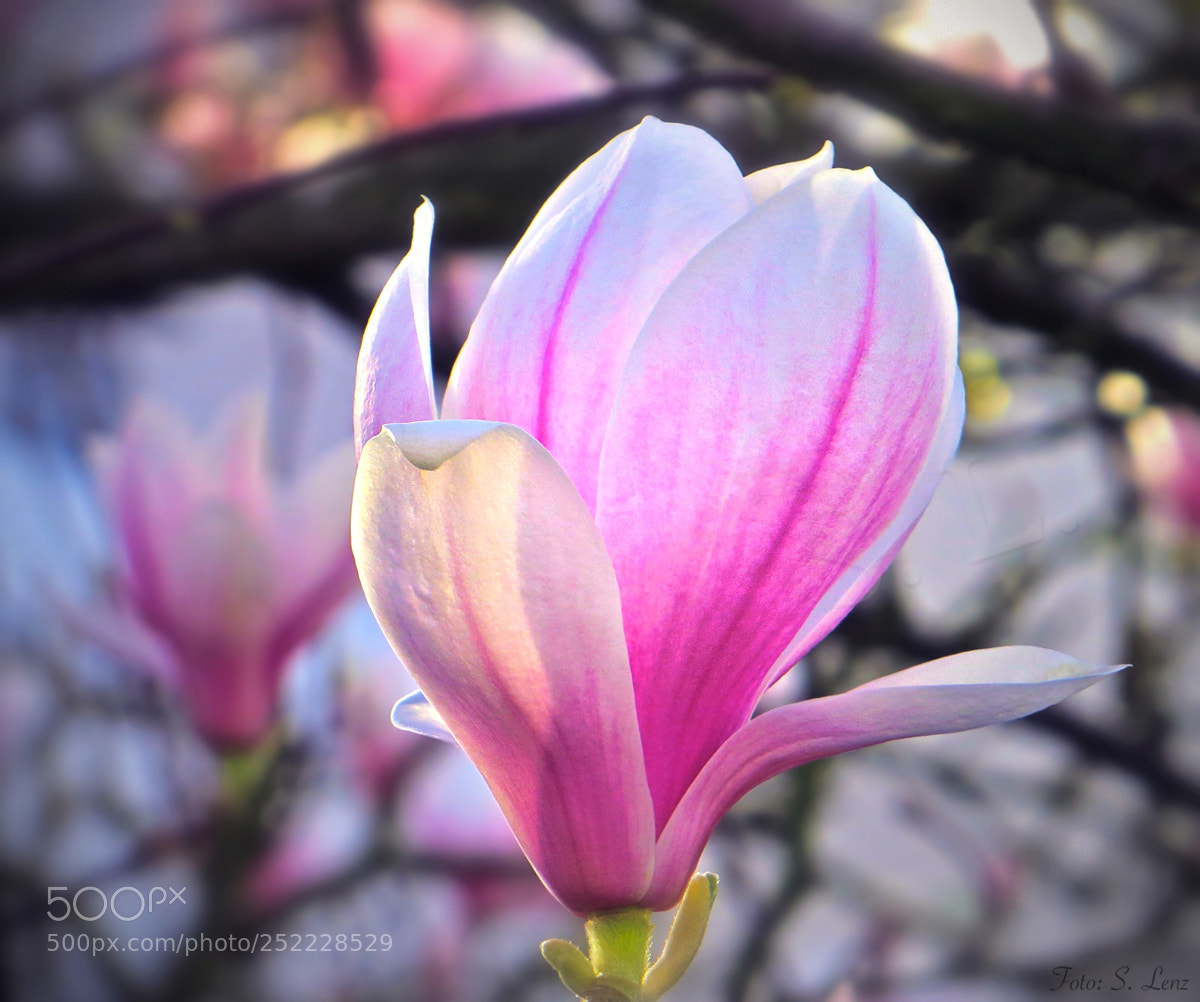 Canon PowerShot SX260 HS sample photo. Bright magnolia photography