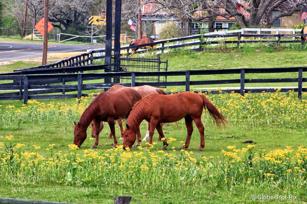 Canon EOS 80D sample photo. Horses and wildflowers photography