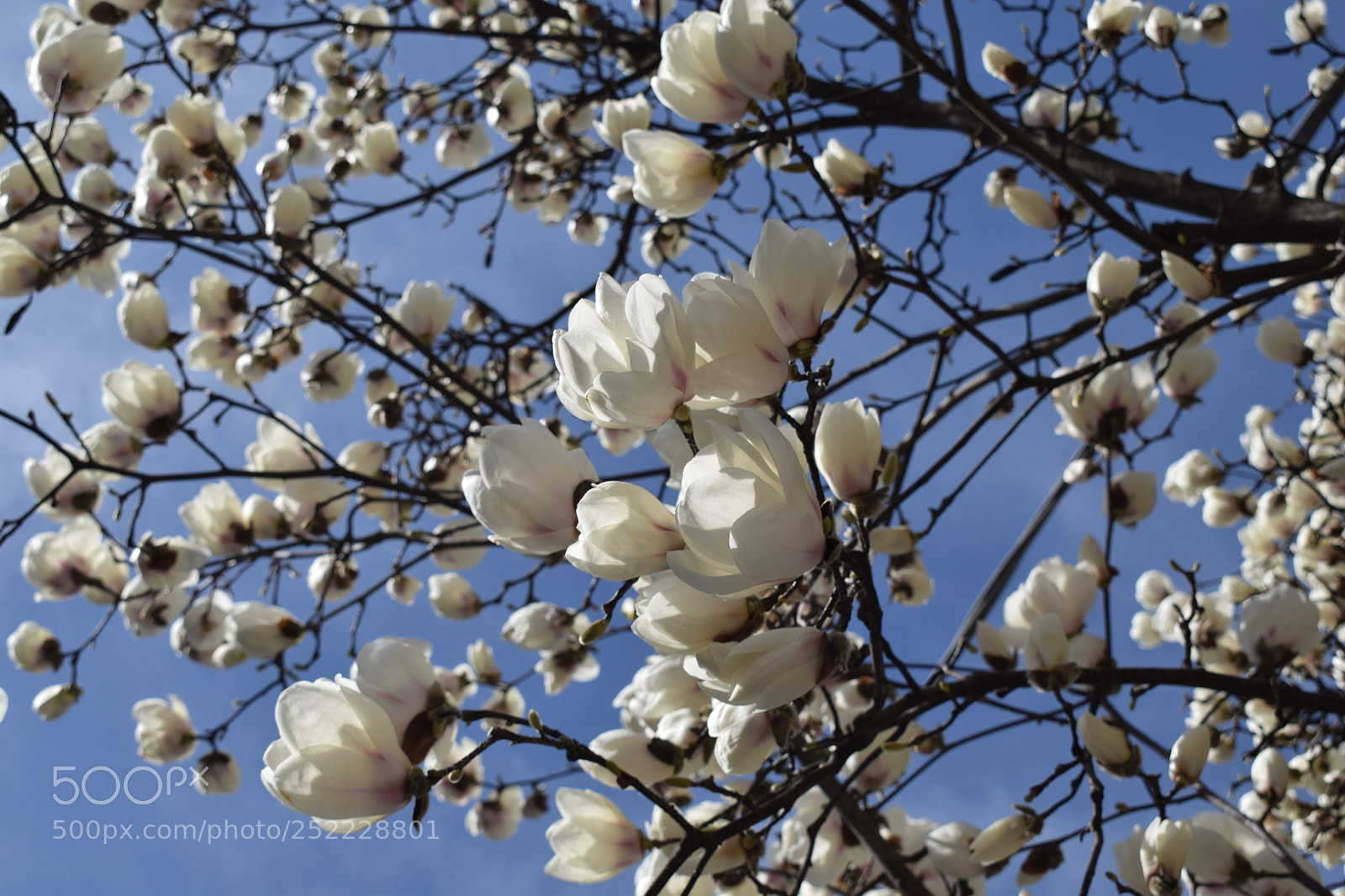Nikon D3300 sample photo. Magnolia blossom photography