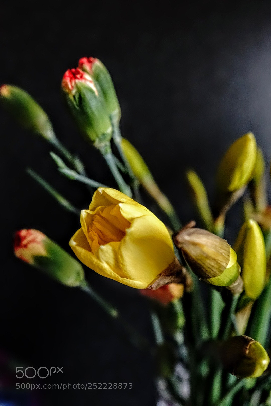 Sony Cyber-shot DSC-RX10 sample photo. Spring blooms photography