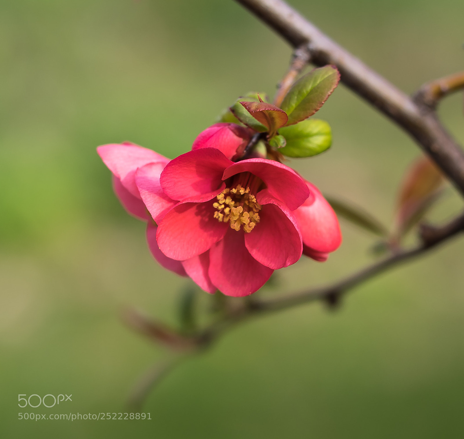 Olympus OM-D E-M1 sample photo. Pink lady photography