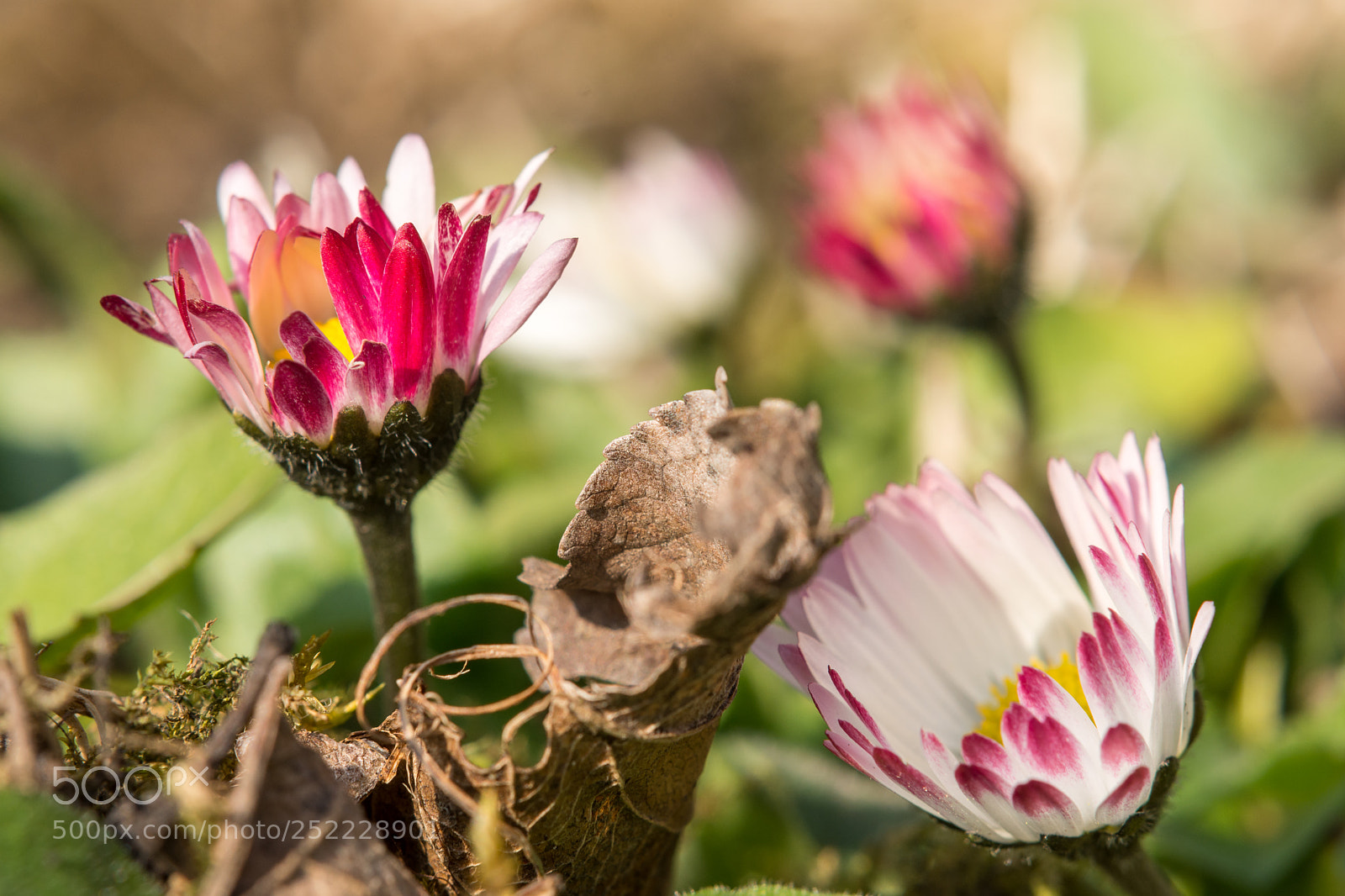Nikon D7200 sample photo. Spring junk photography