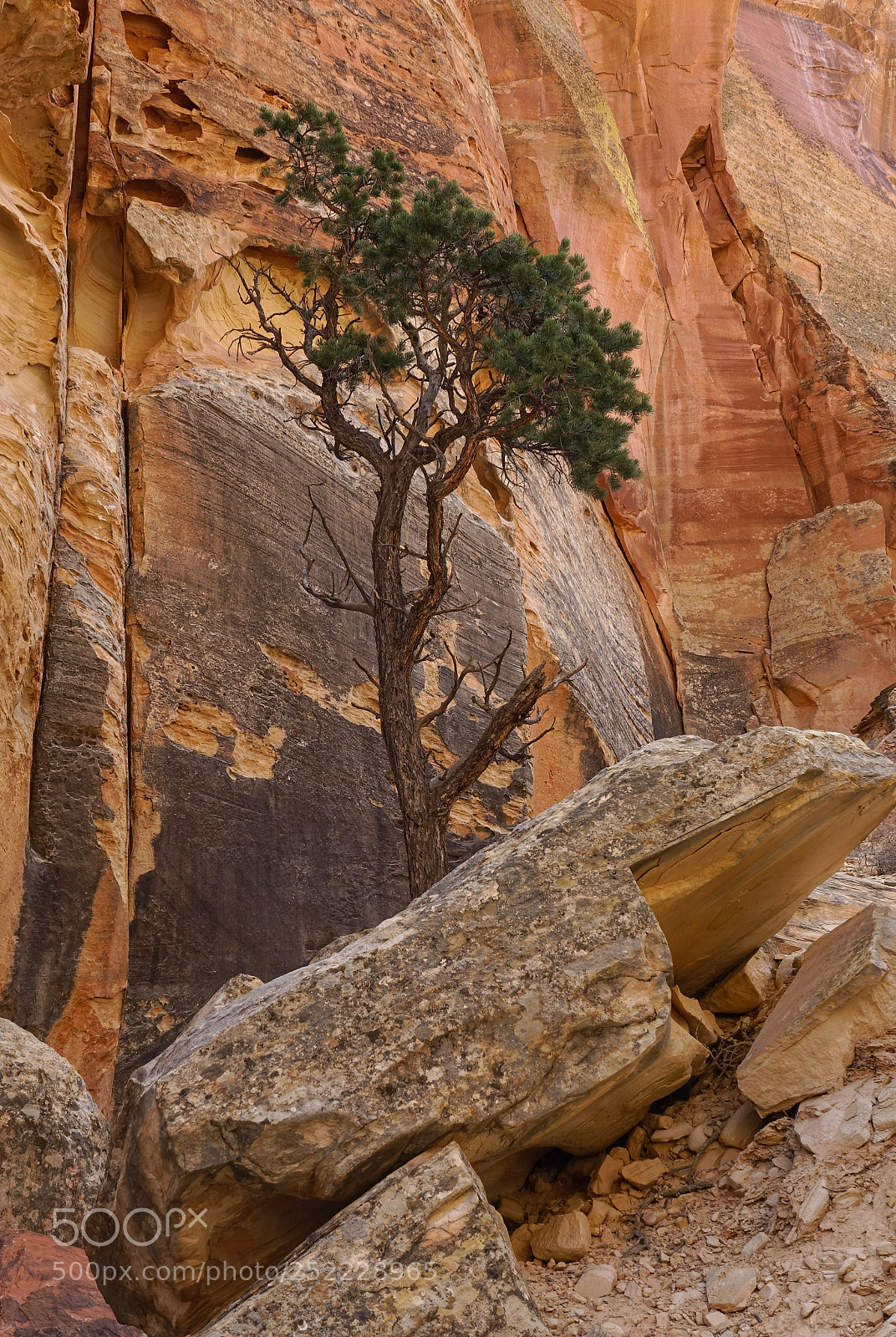 Sony Cyber-shot DSC-RX10 III sample photo. Cohab canyon, capitol reef photography