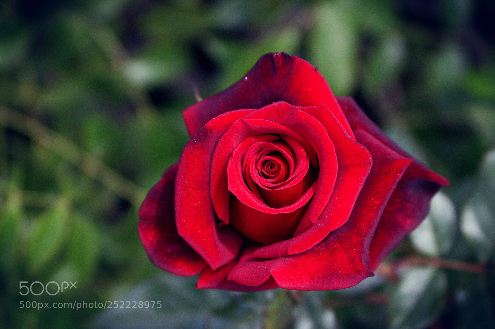 Canon EOS 70D sample photo. Rose in studio city photography
