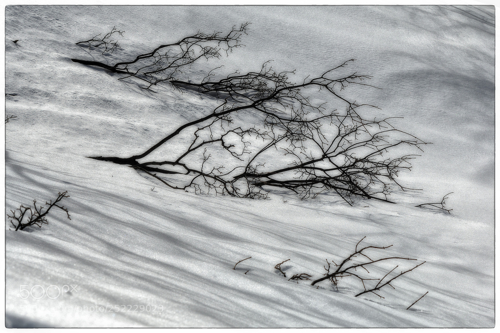 Nikon D500 sample photo. Defeated photography