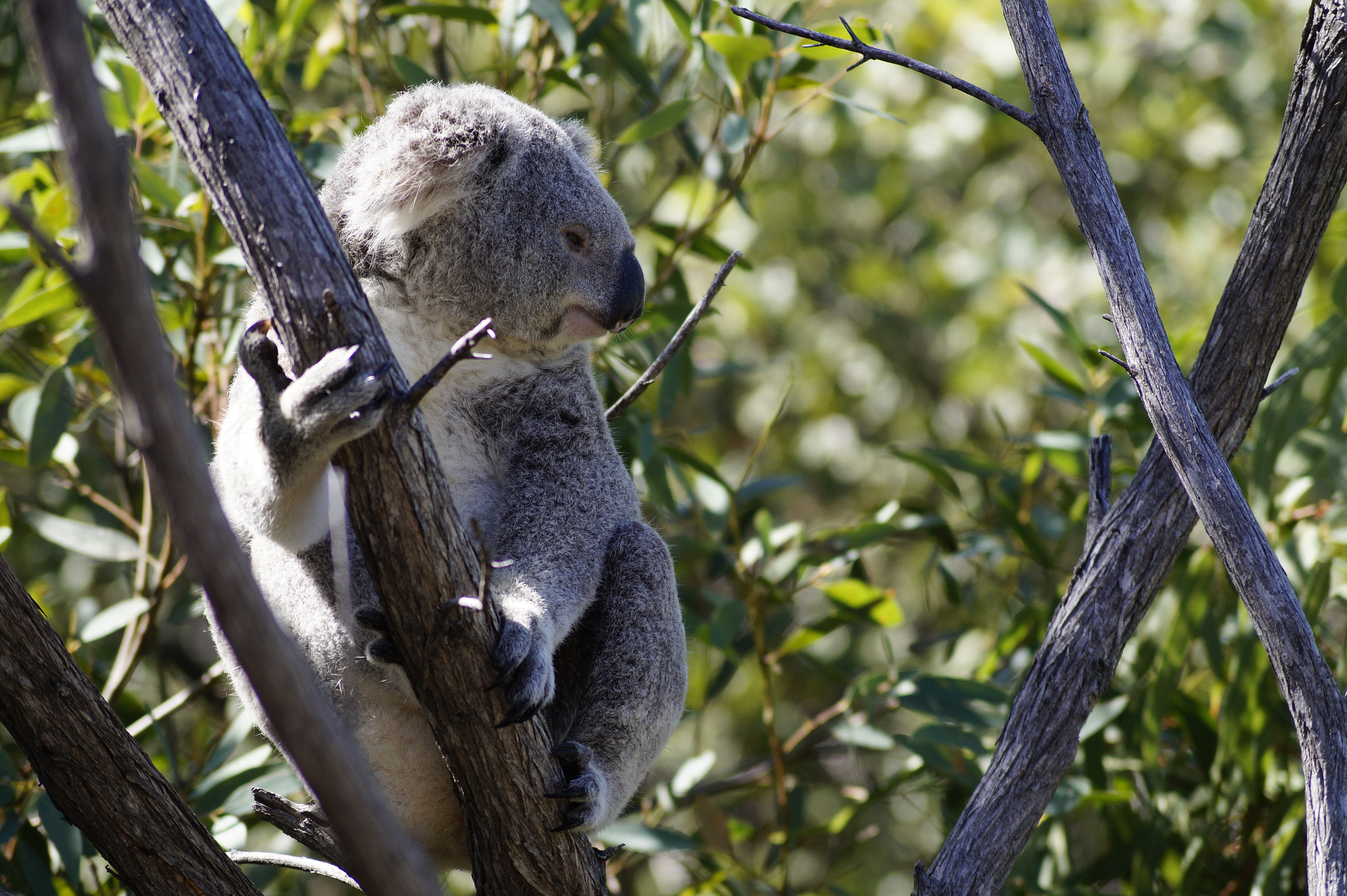Sony DT 55-200mm F4-5.6 SAM sample photo. Australia_2017 photography
