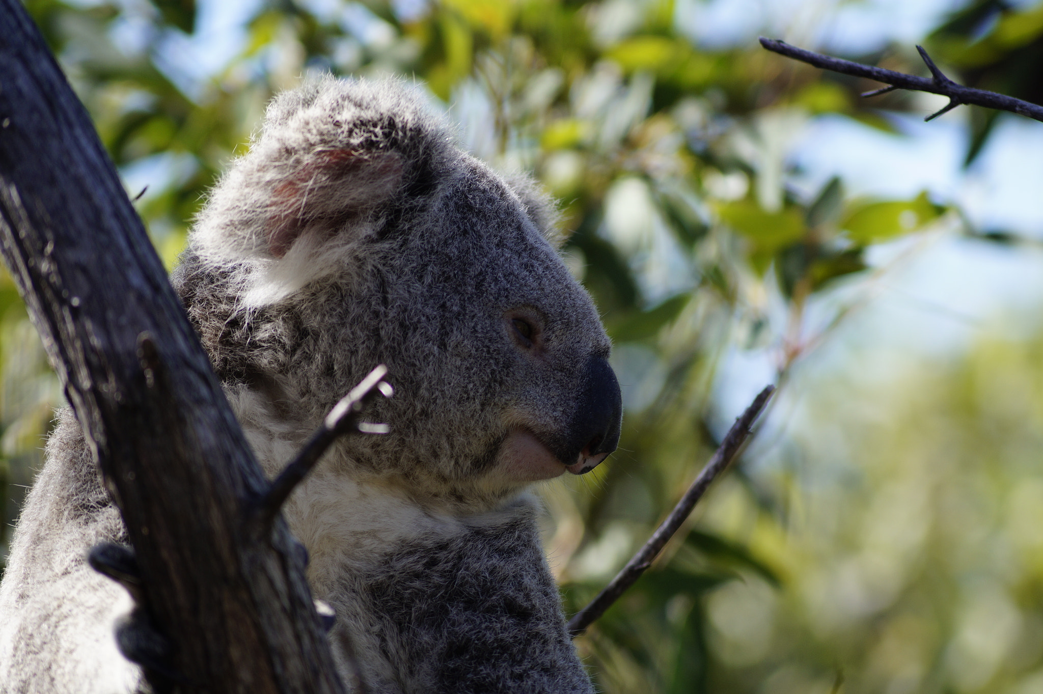 Sony DT 55-200mm F4-5.6 SAM sample photo. Australia_2017 photography