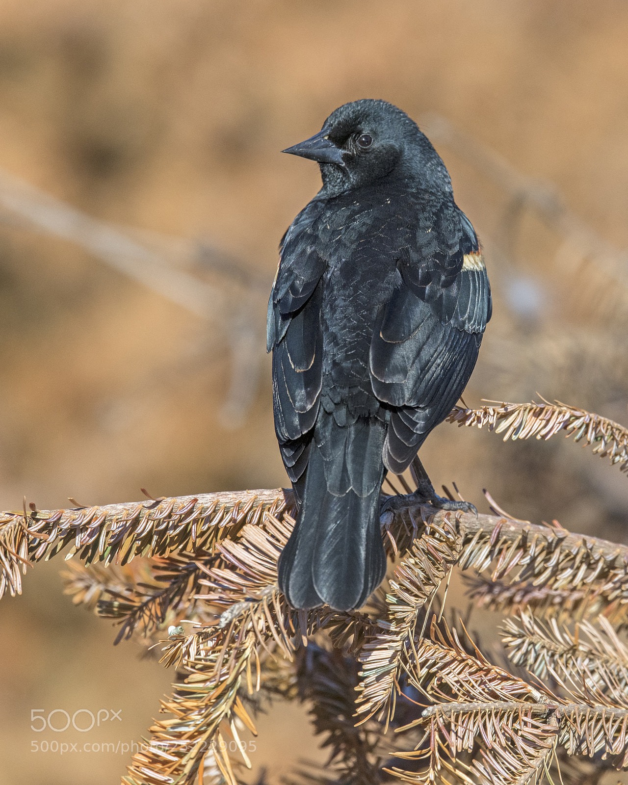 Nikon D850 sample photo. Red-winged blackbird photography