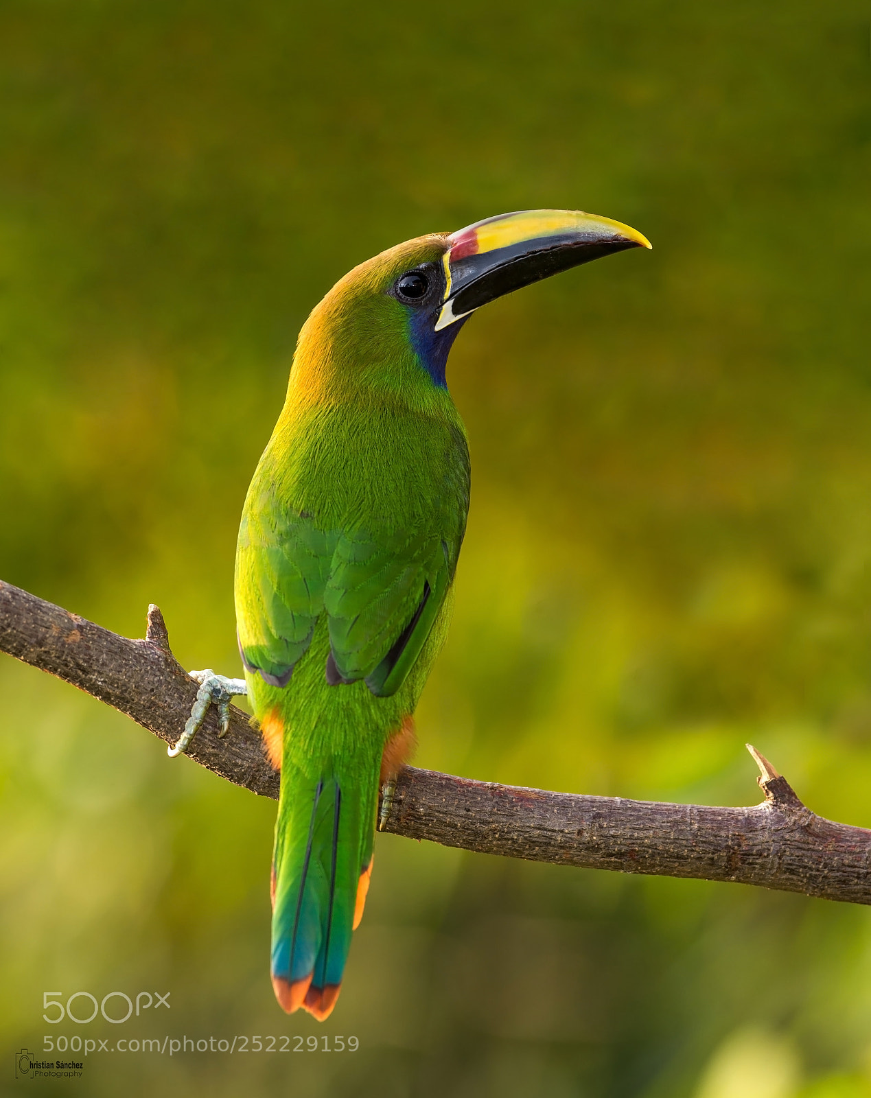 Nikon D4 sample photo. Emerald toucanet photography