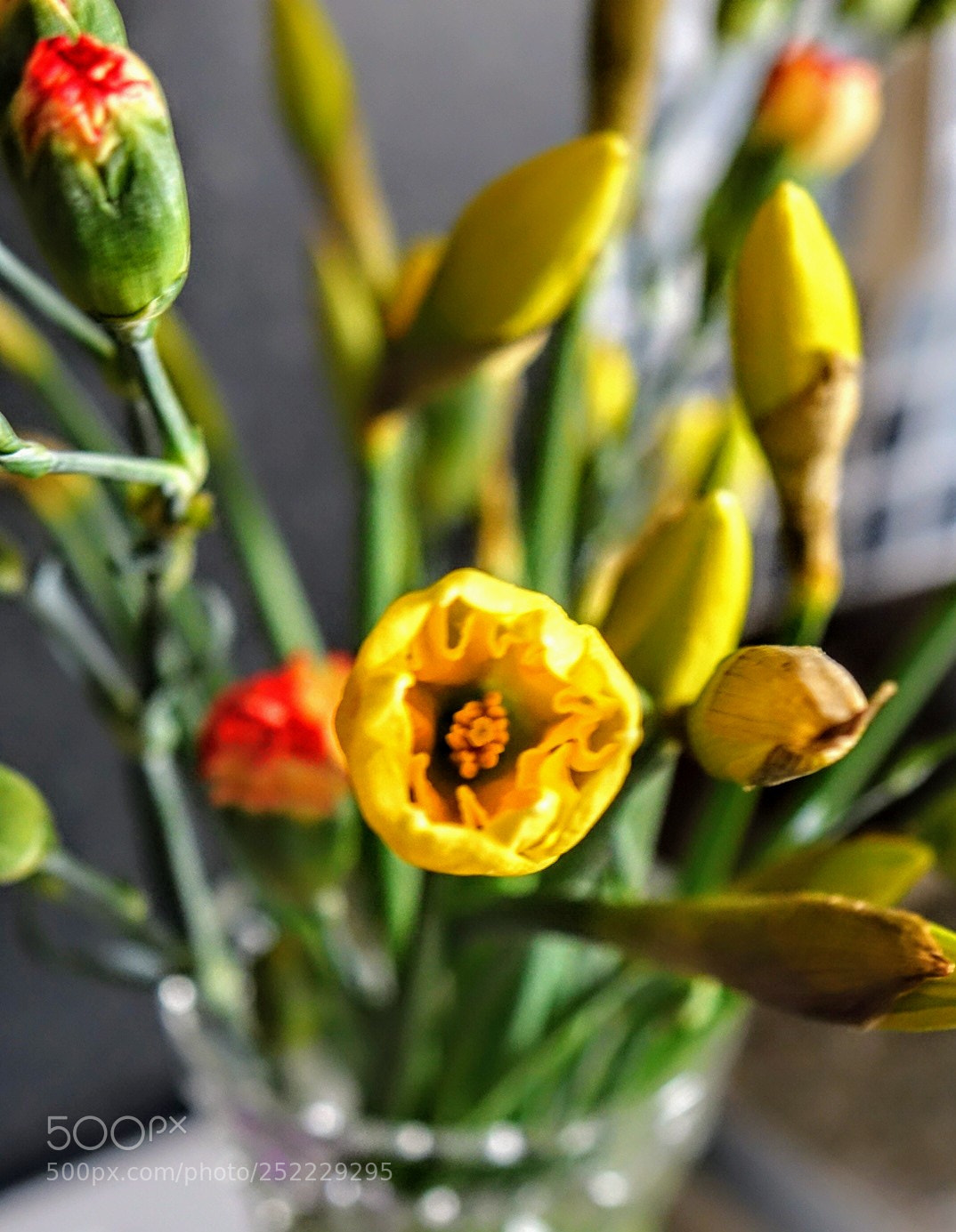 Sony Cyber-shot DSC-RX10 sample photo. Daffy photography